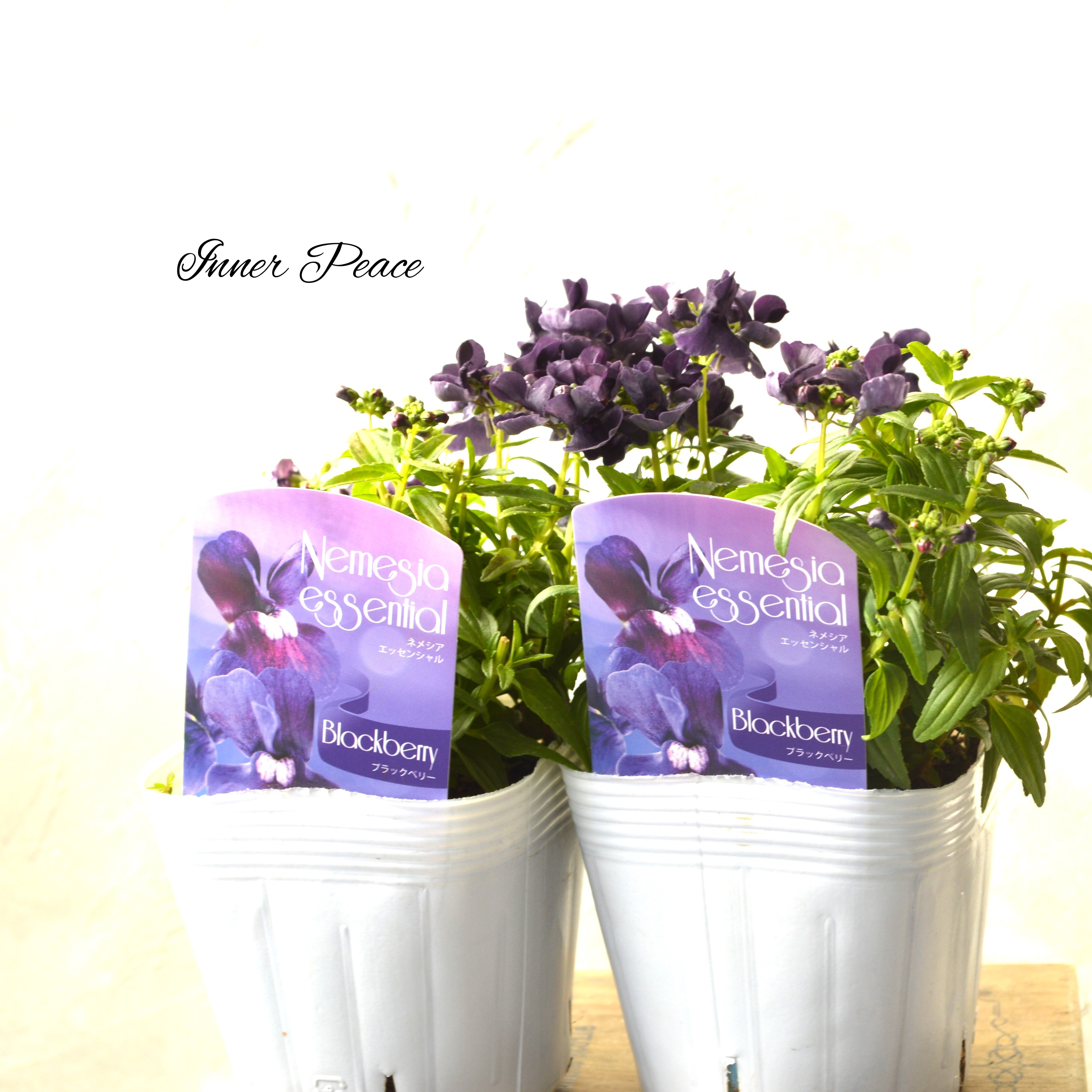 【シック】 ネメシア 『エッセンシャル・ブラックベリー』 3.5寸POT
