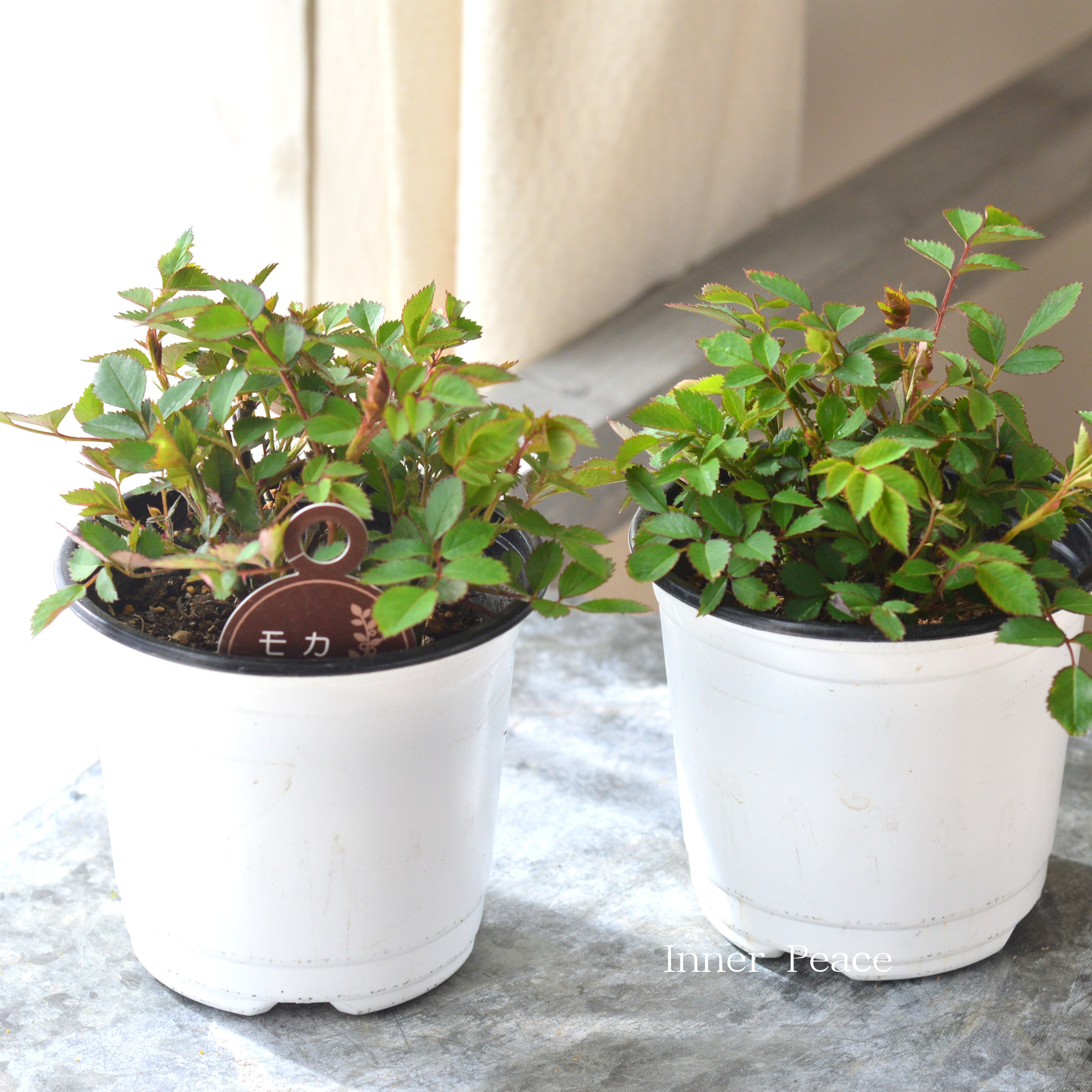 【アンティーク】 ミニ薔薇 『モカ』 3.5寸POT