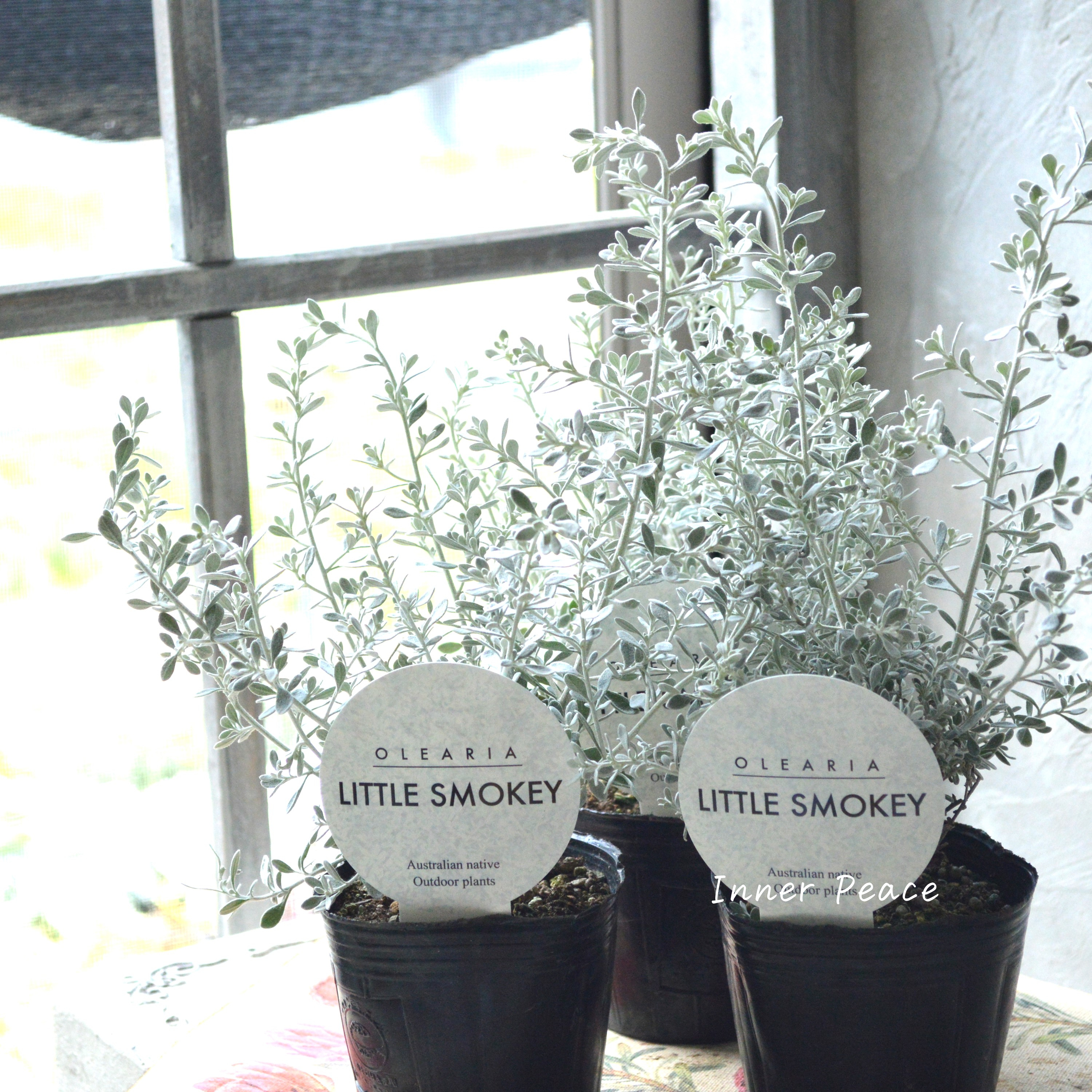 【寄せ植えに】 オレアリア 『リトルスモーキー』 3寸POT