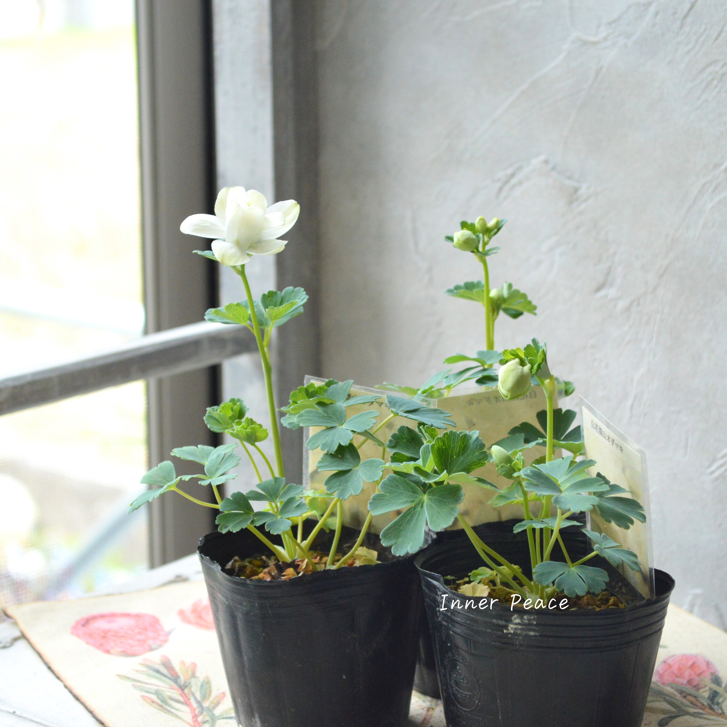 【美しい】 深山オダマキ 『白花』 3寸POT