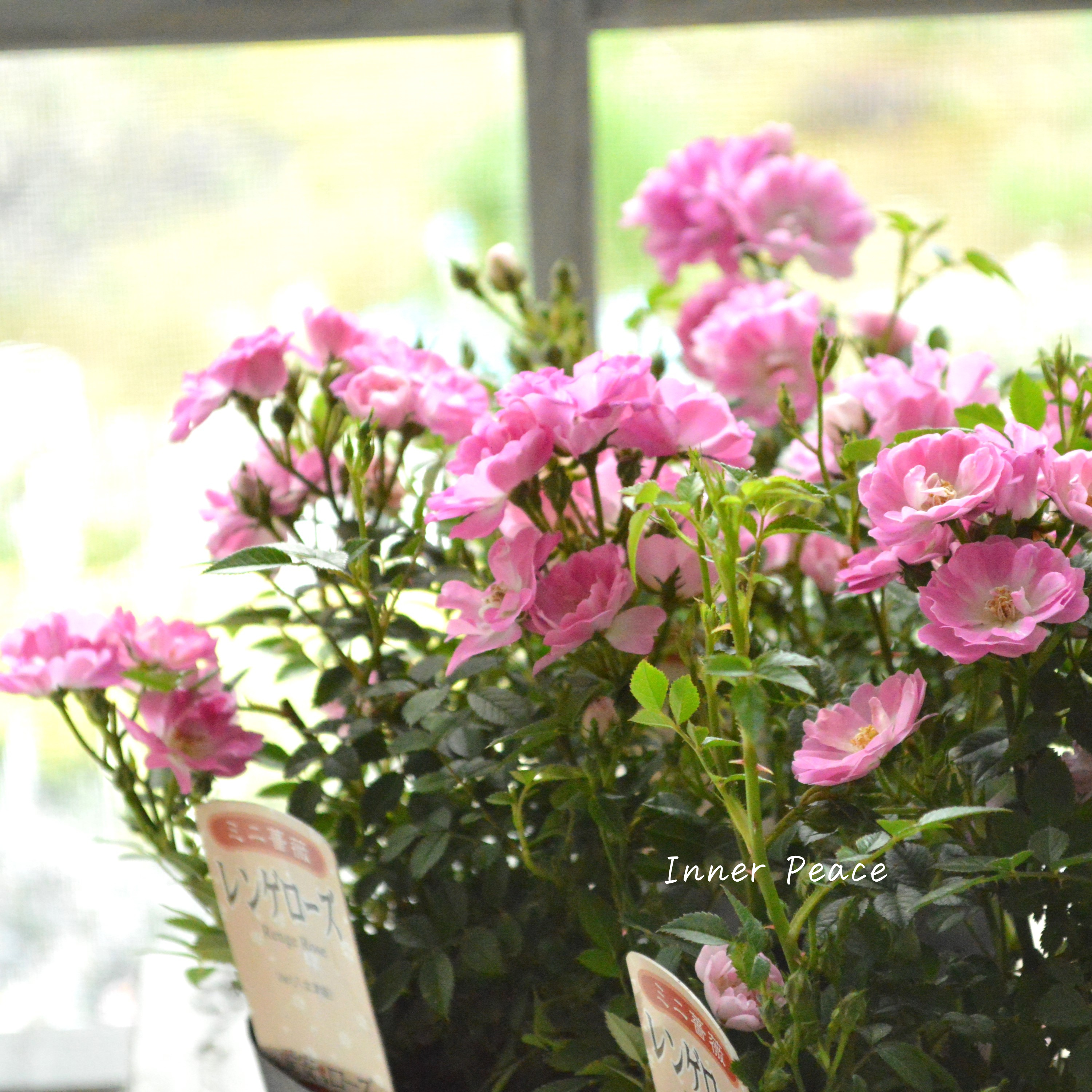 【四季咲き】 ミニ薔薇 『レンゲローズ』 3寸POT