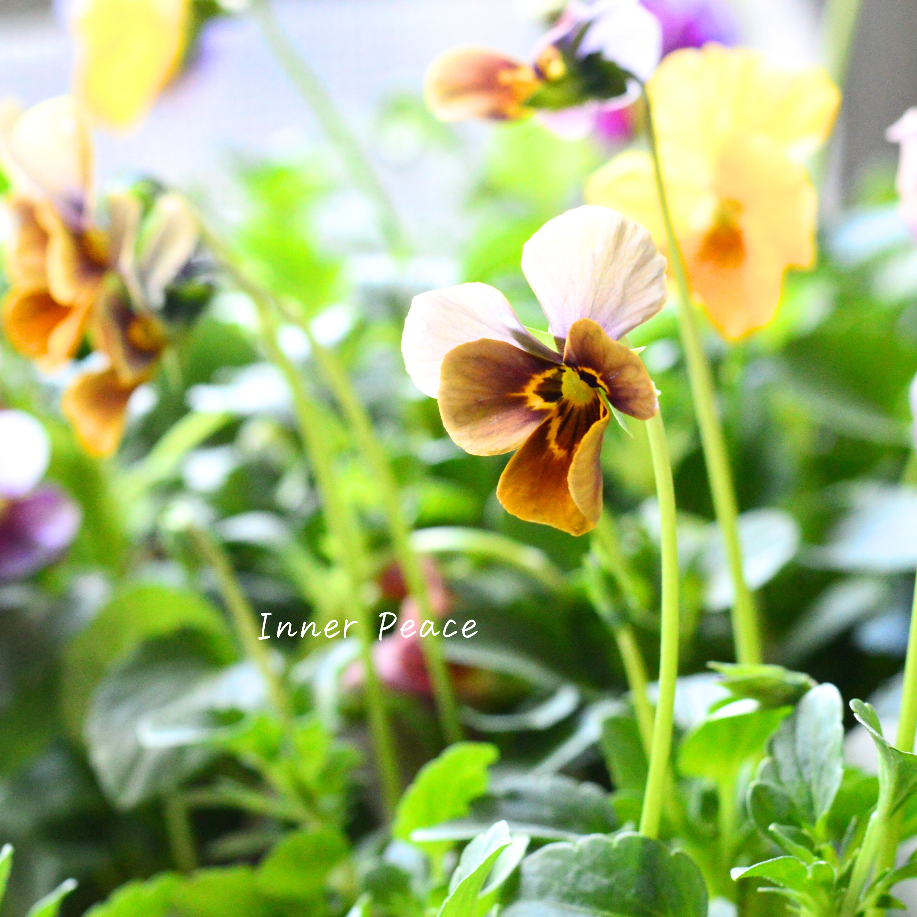 【美しい】 ビオラ 『evolve~エボルベ~・ストライプ』 3.5寸POT