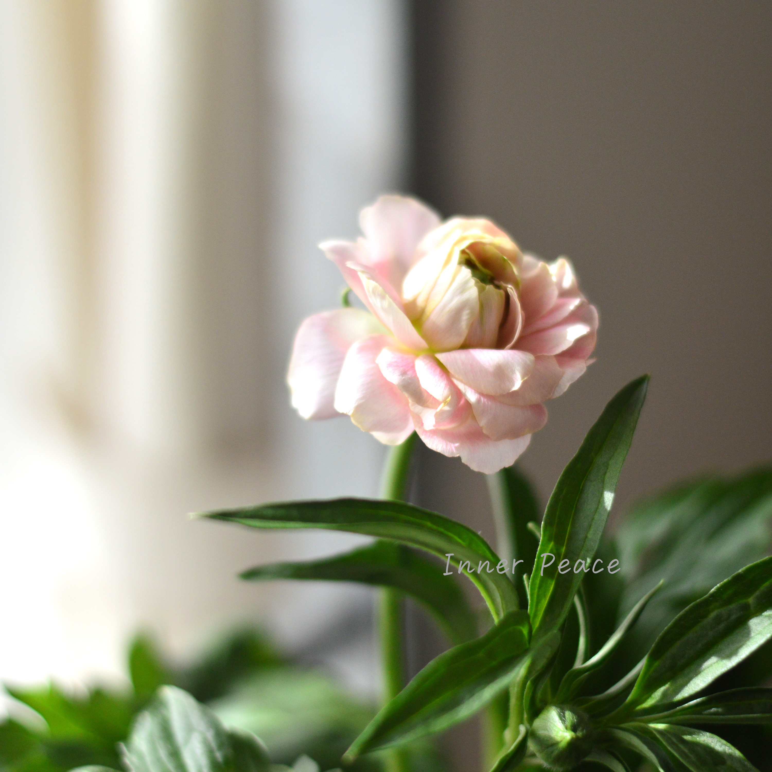 【美しい】 ラナンキュラス・ラックス 『ヘレン』 5寸鉢