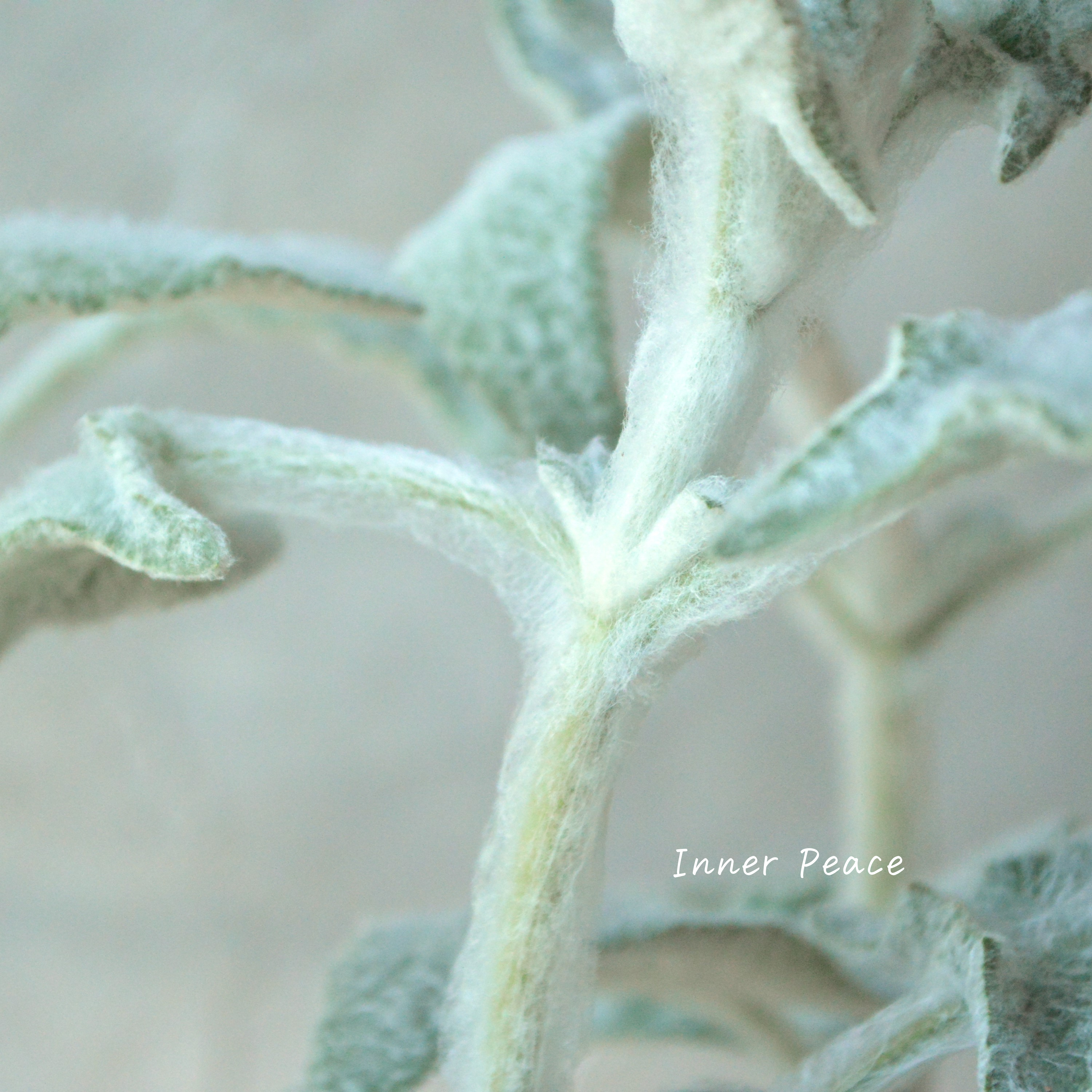 【宿根】 サルビア 『カナリエンシス・ランスロット』 3寸POT