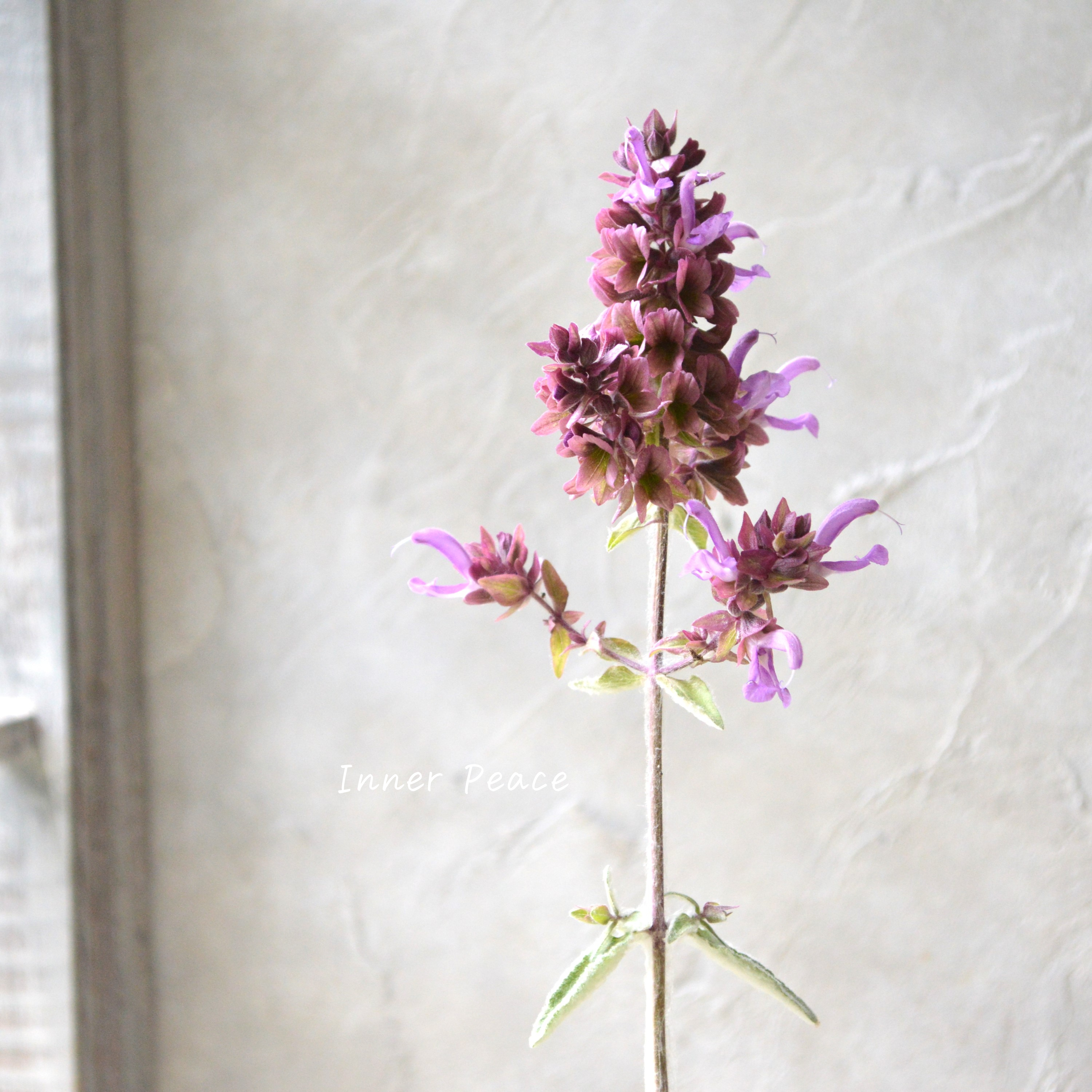 【宿根】 サルビア 『カナリエンシス・ランスロット』 3寸POT