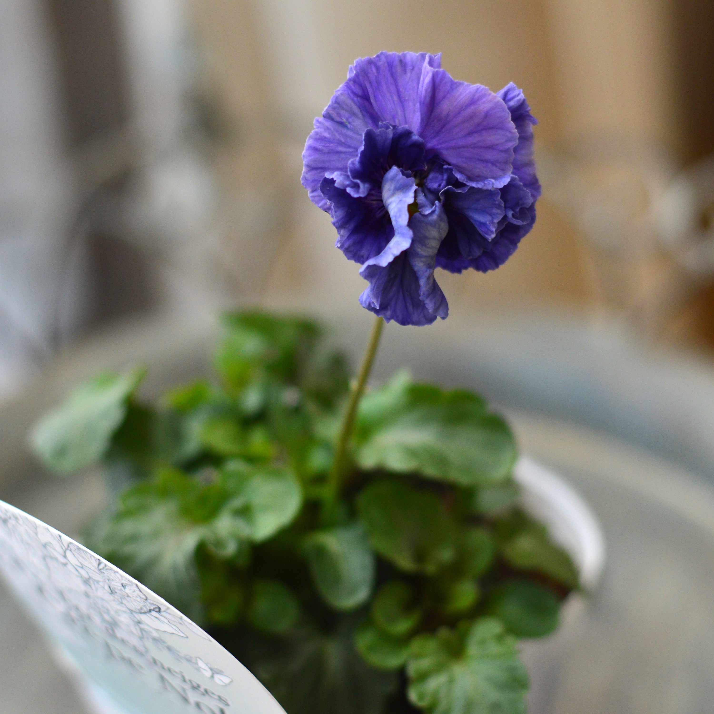 【美しい】 パンジー 『フェデネージュ・クレープノーブル スペシャル』 3.5寸POT