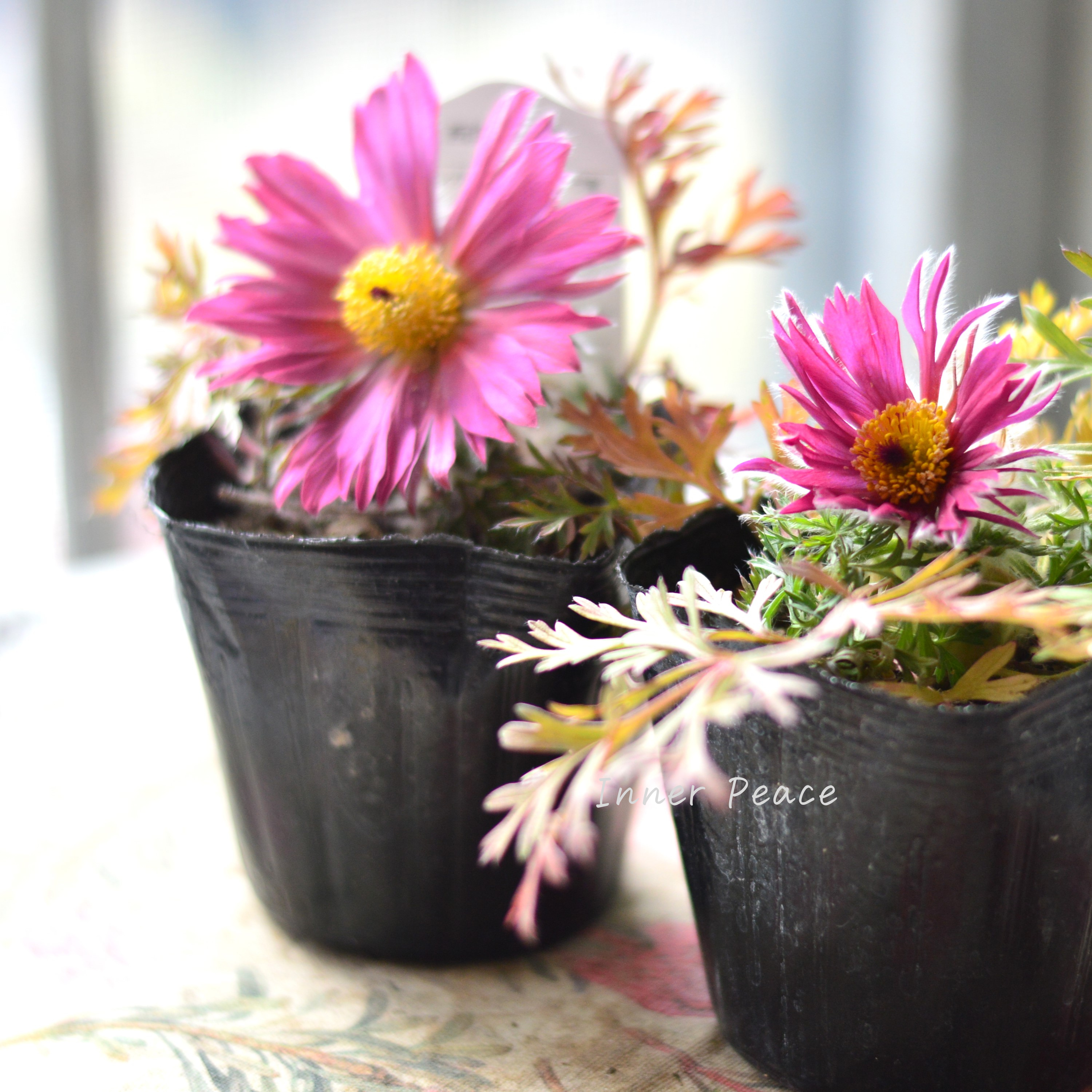 【美しい】 西洋オキナグサ 『プルサティラ ブルガリス・濃いピンク』 3.5寸POT