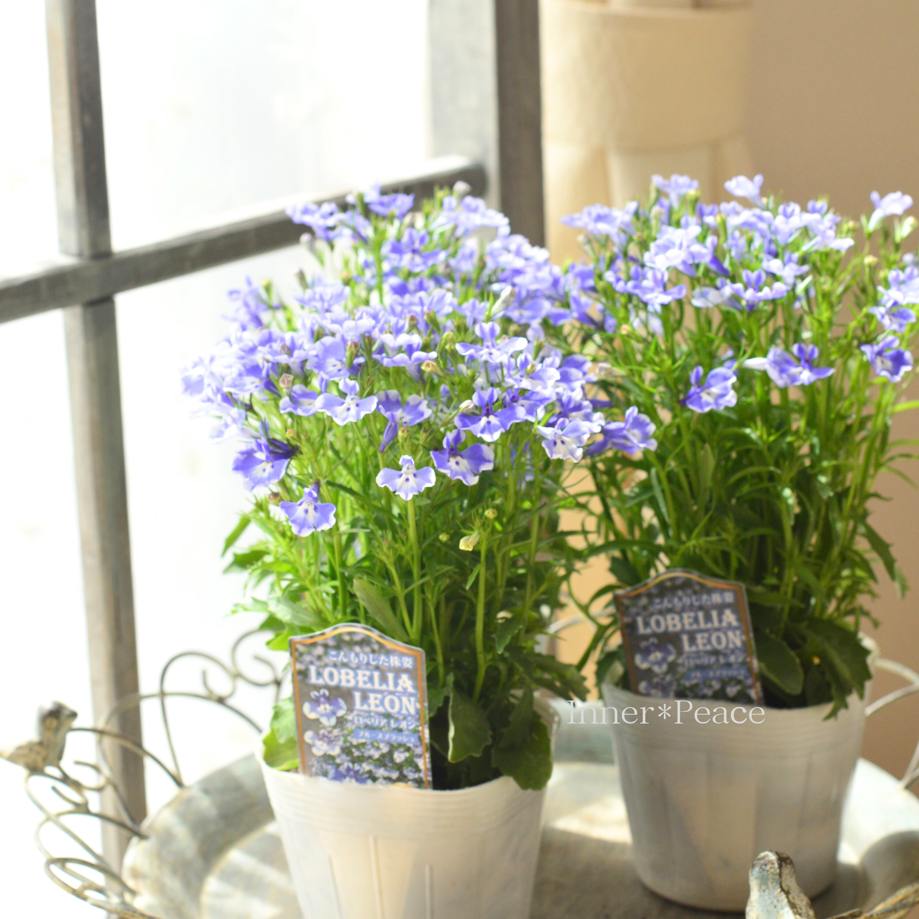 【栄養系】 ロベリア 『レオン・ブルースプラッシュ』 3寸~3.5寸POT