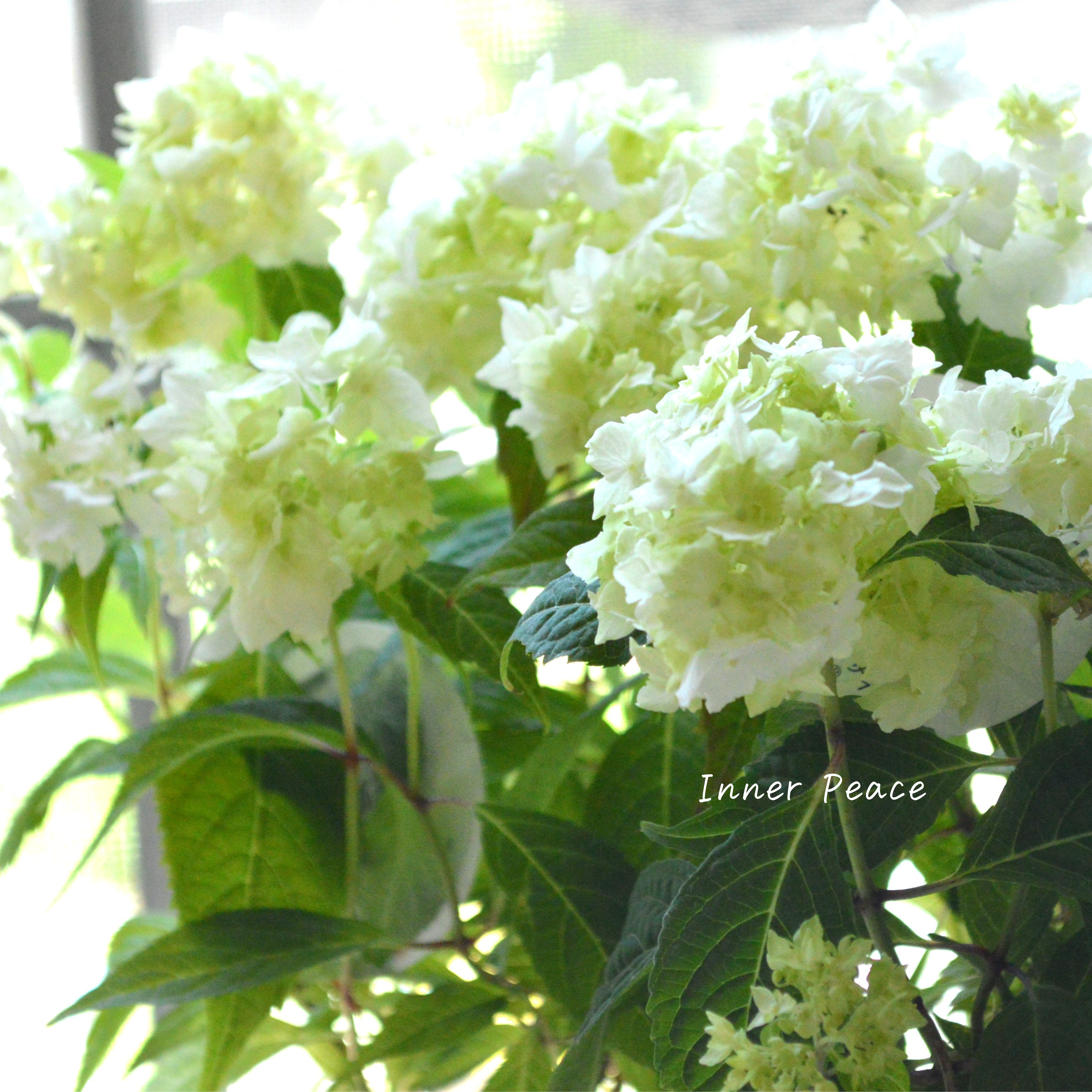 【吉岡麗子さん】 紫陽花 『白扇』 3号POT