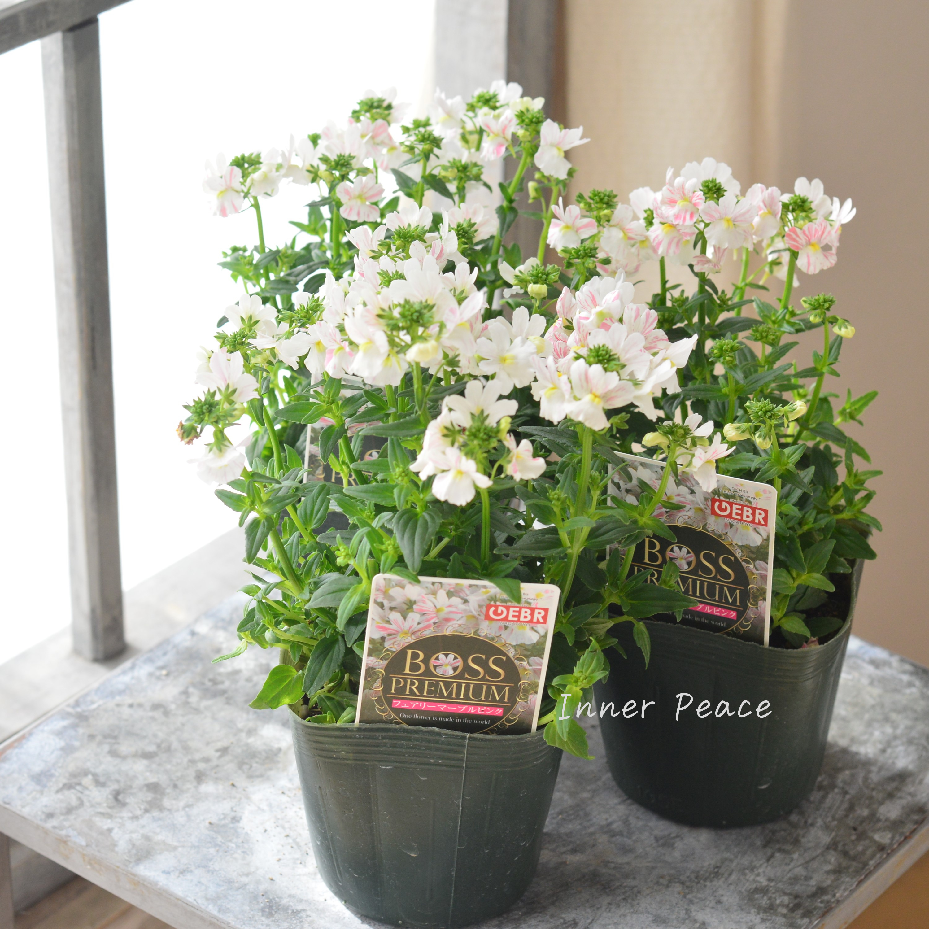 【ゲブラさん】 ネメシア 『フェアリーマーブルピンク』 3.5寸POT