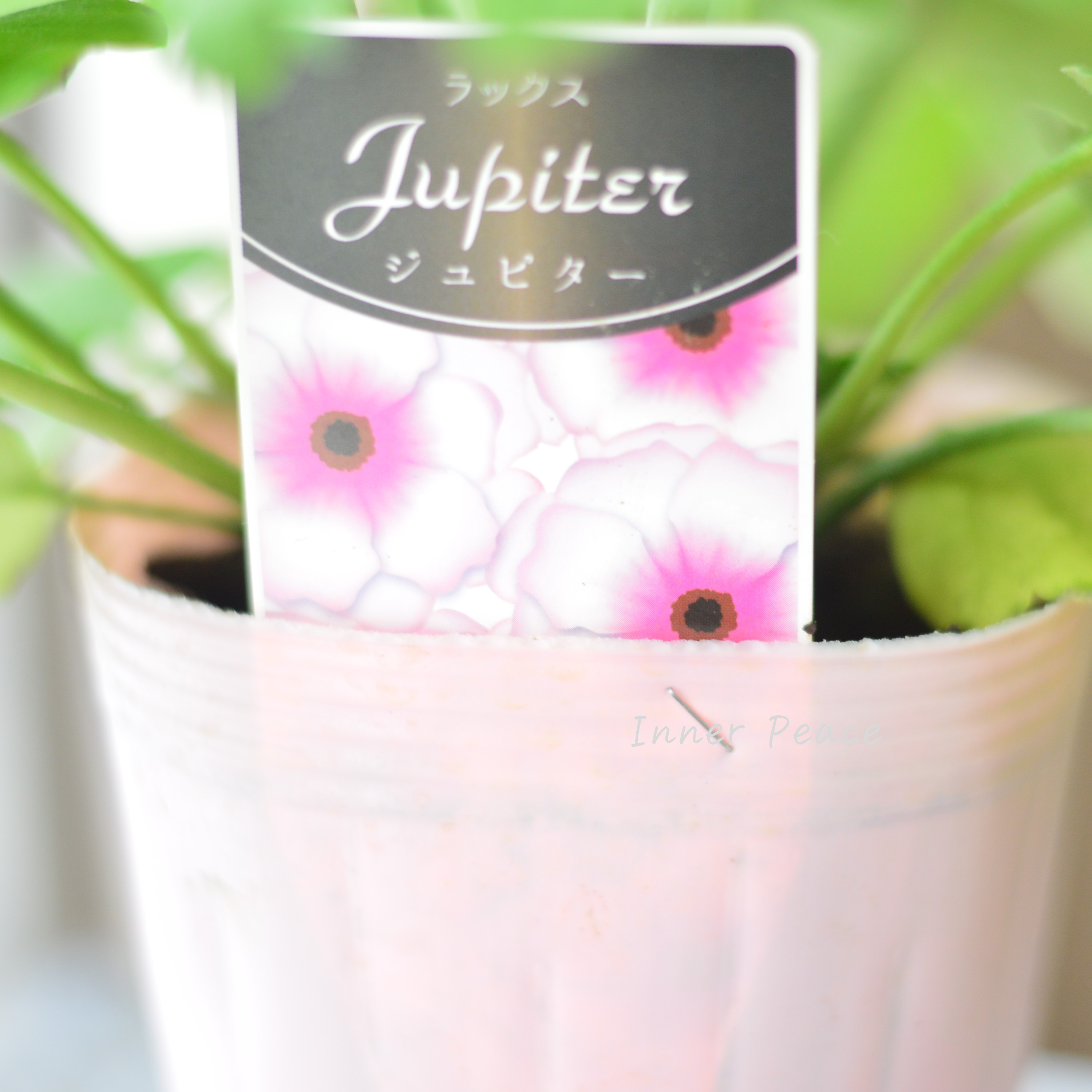 【美しい】 ラナンキュラス・ラックス 『ジュピター』 4寸POT