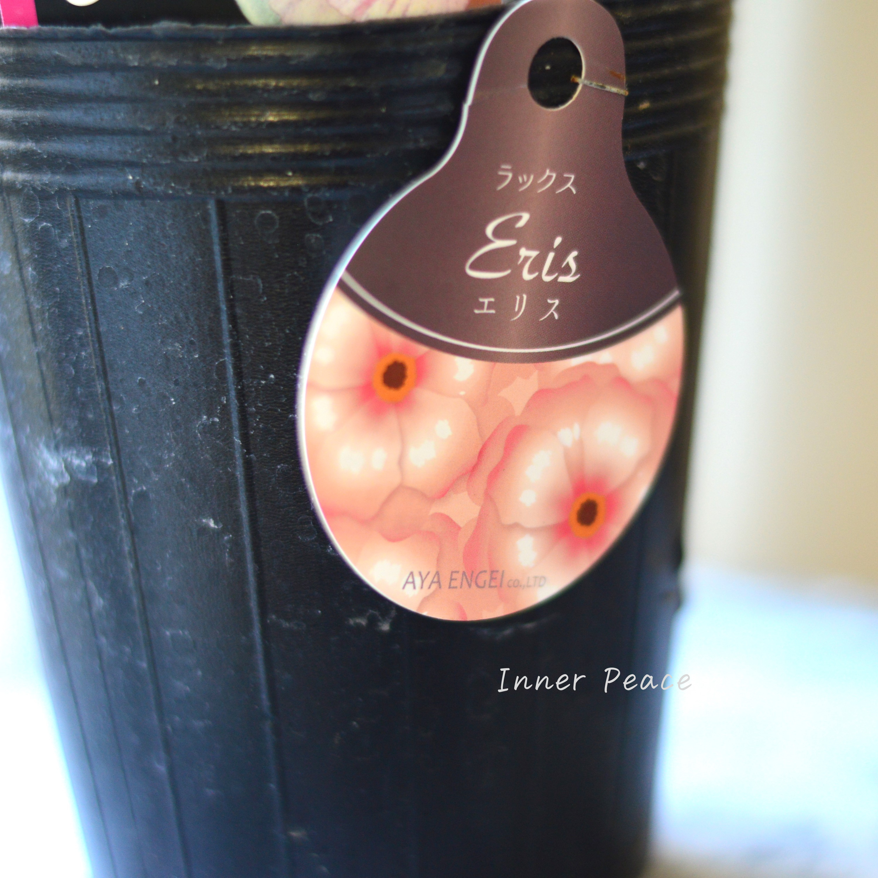 【美しい】 ラナンキュラス・ラックス 『エリス』 4寸POT