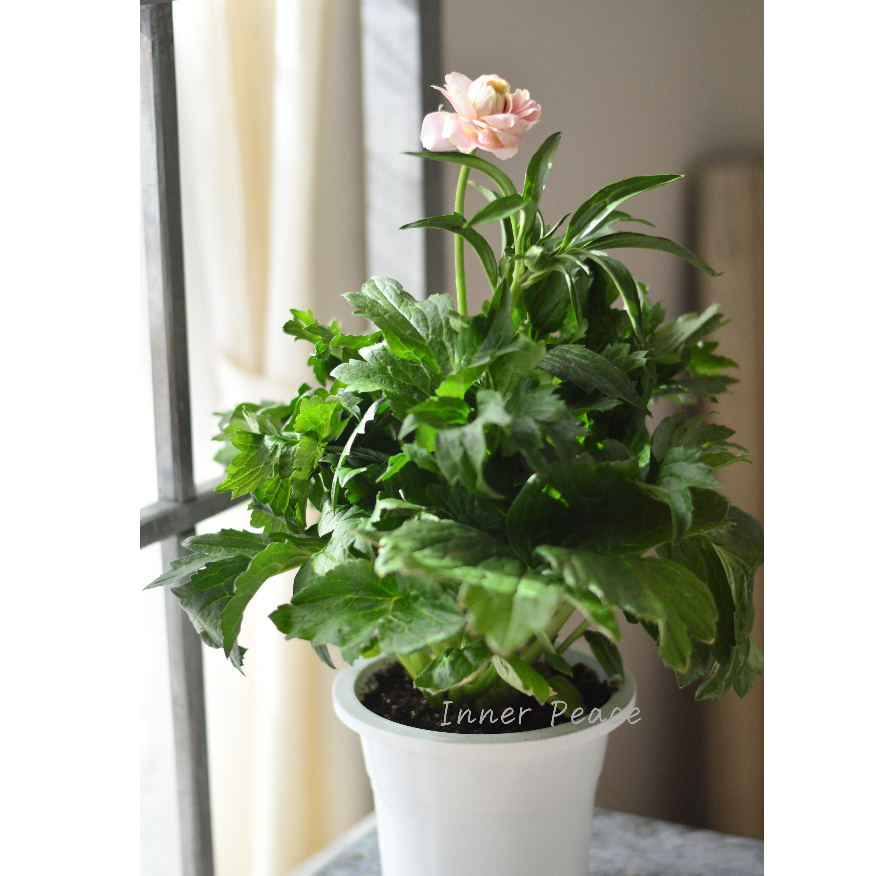 【美しい】 ラナンキュラス・ラックス 『ヘレン』 5寸鉢