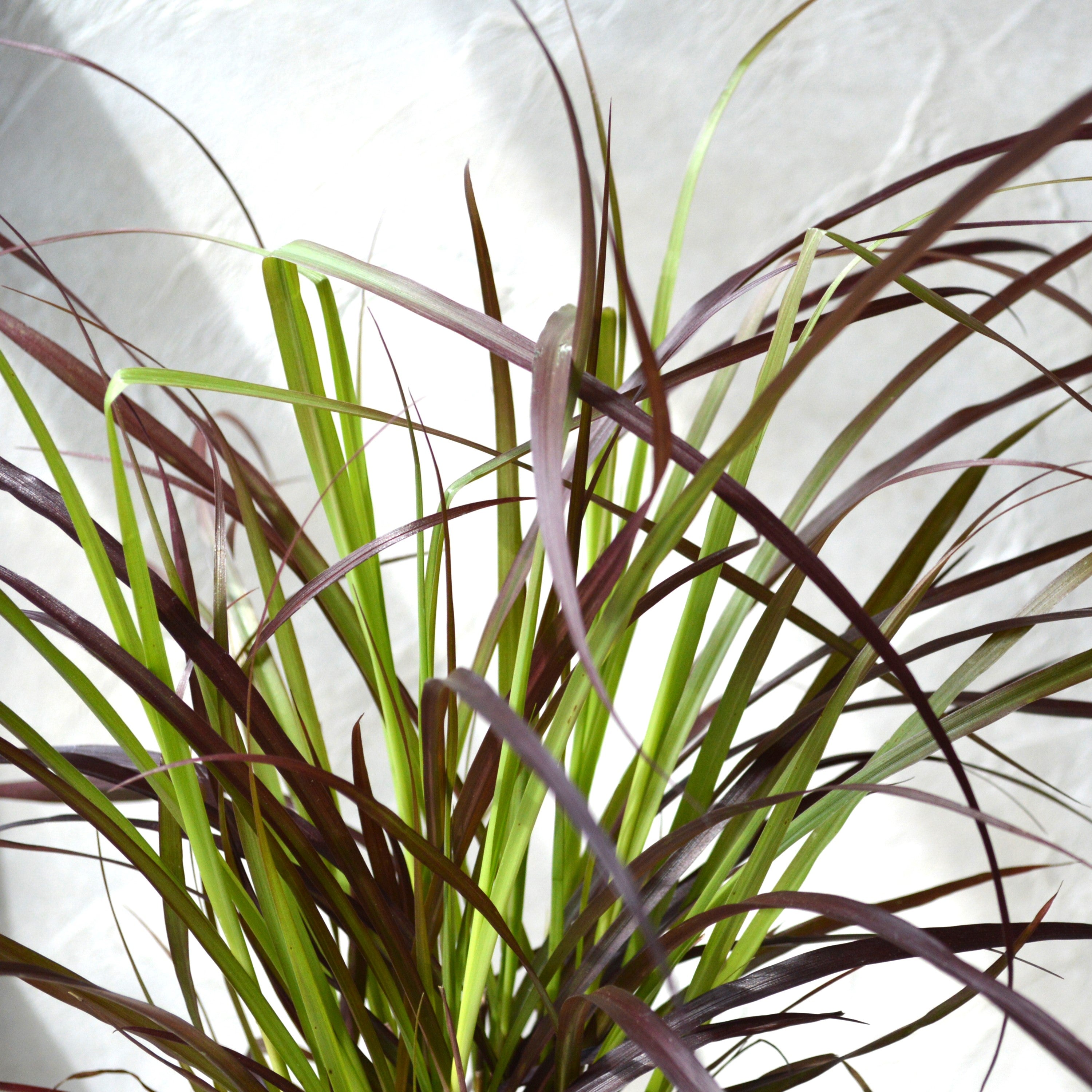 【かっこいい】 パープルファウンテングラス 3~3.5寸ロングPOT