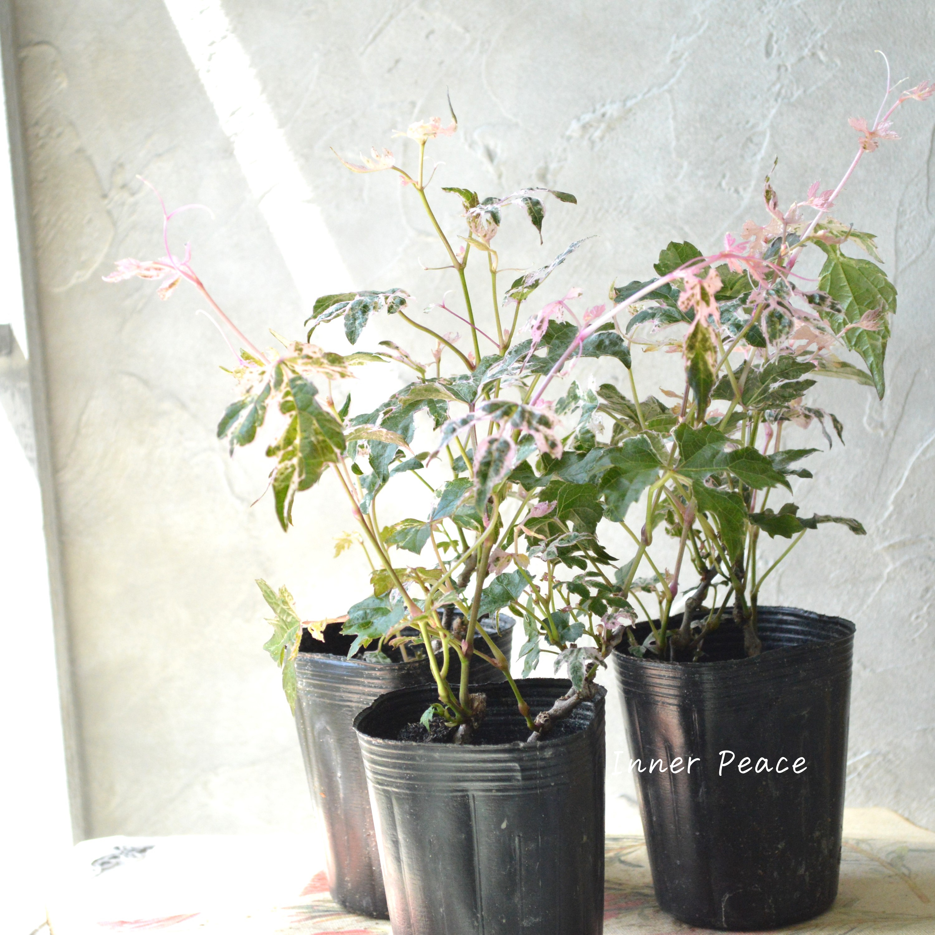 【美しい】 斑入りノブドウ 『エレガンス』 3~3.5寸POT