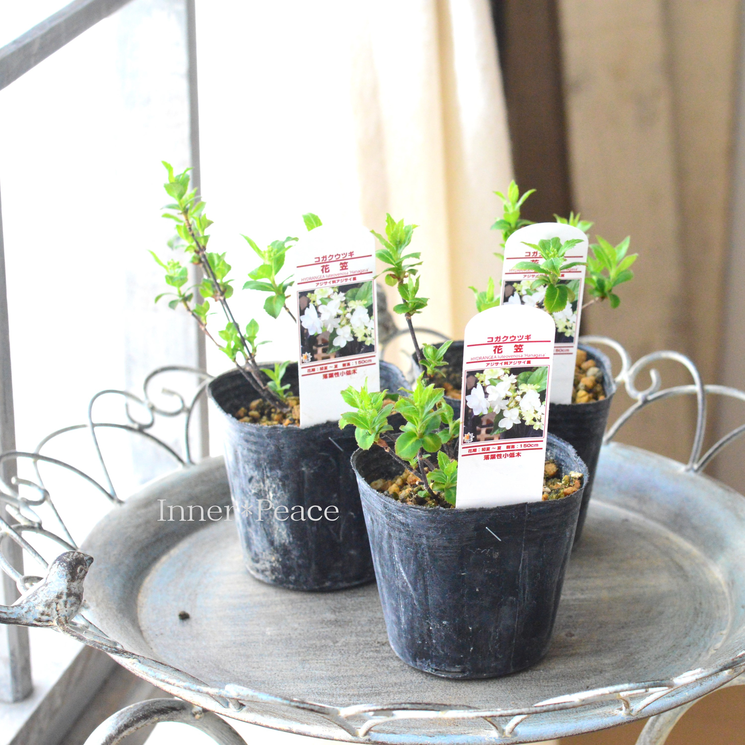 【美しい】山紫陽花 コガクウツギ 『花笠』 3寸POT