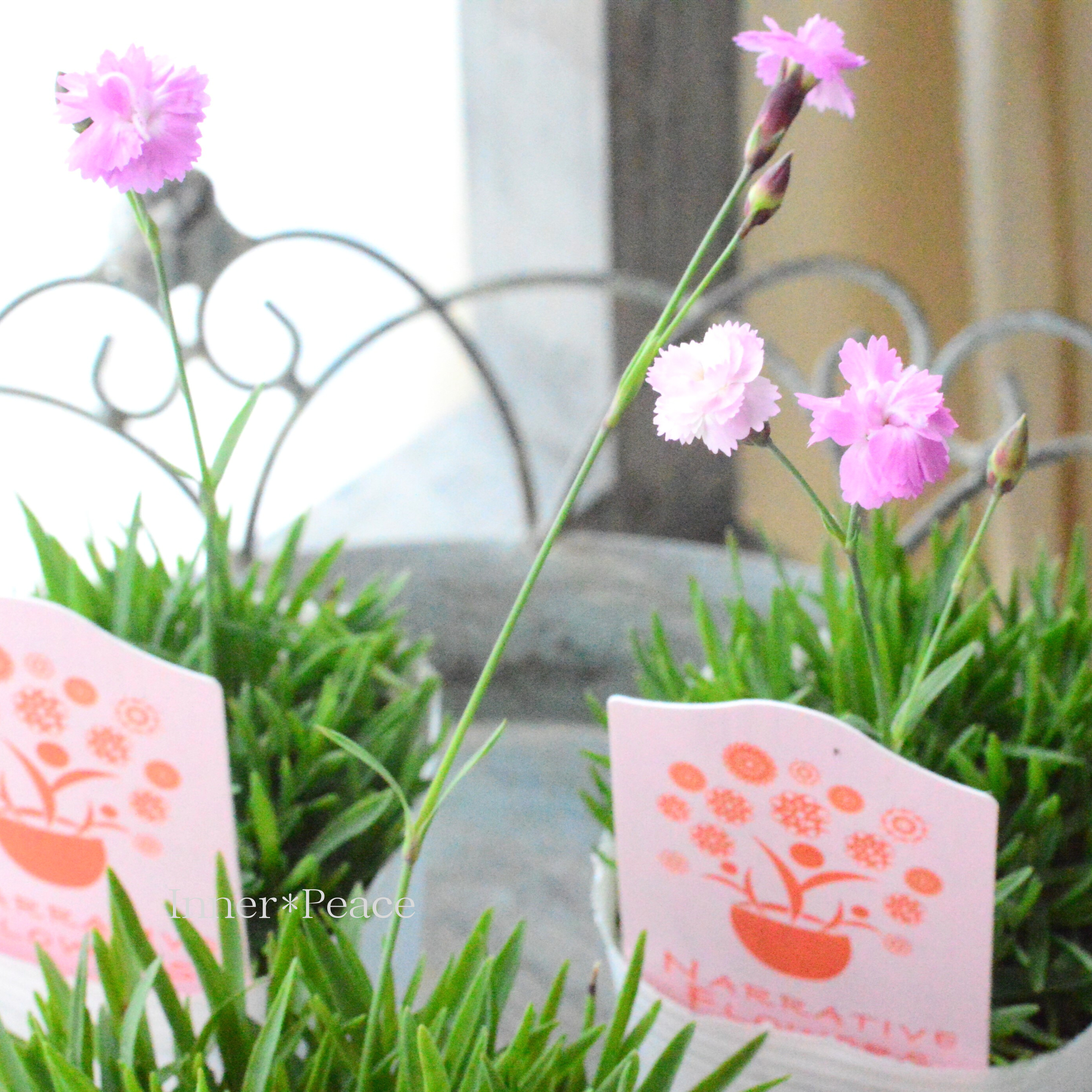 【ナラフラさん】 極小輪八重咲きナデシコ 『ミュゼリーナ』 2.5寸ロングPOT