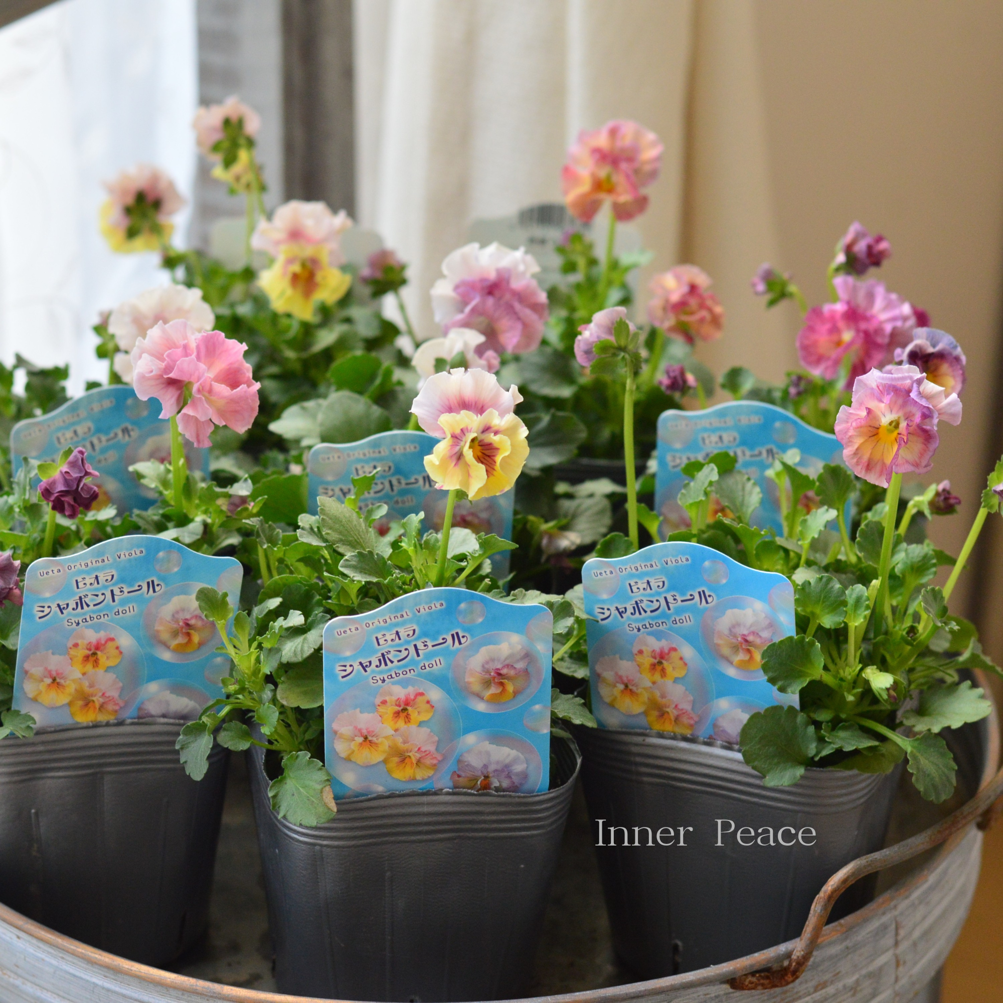うえたさん育種】 ビオラ 『シャボンドール』 3.5寸POT