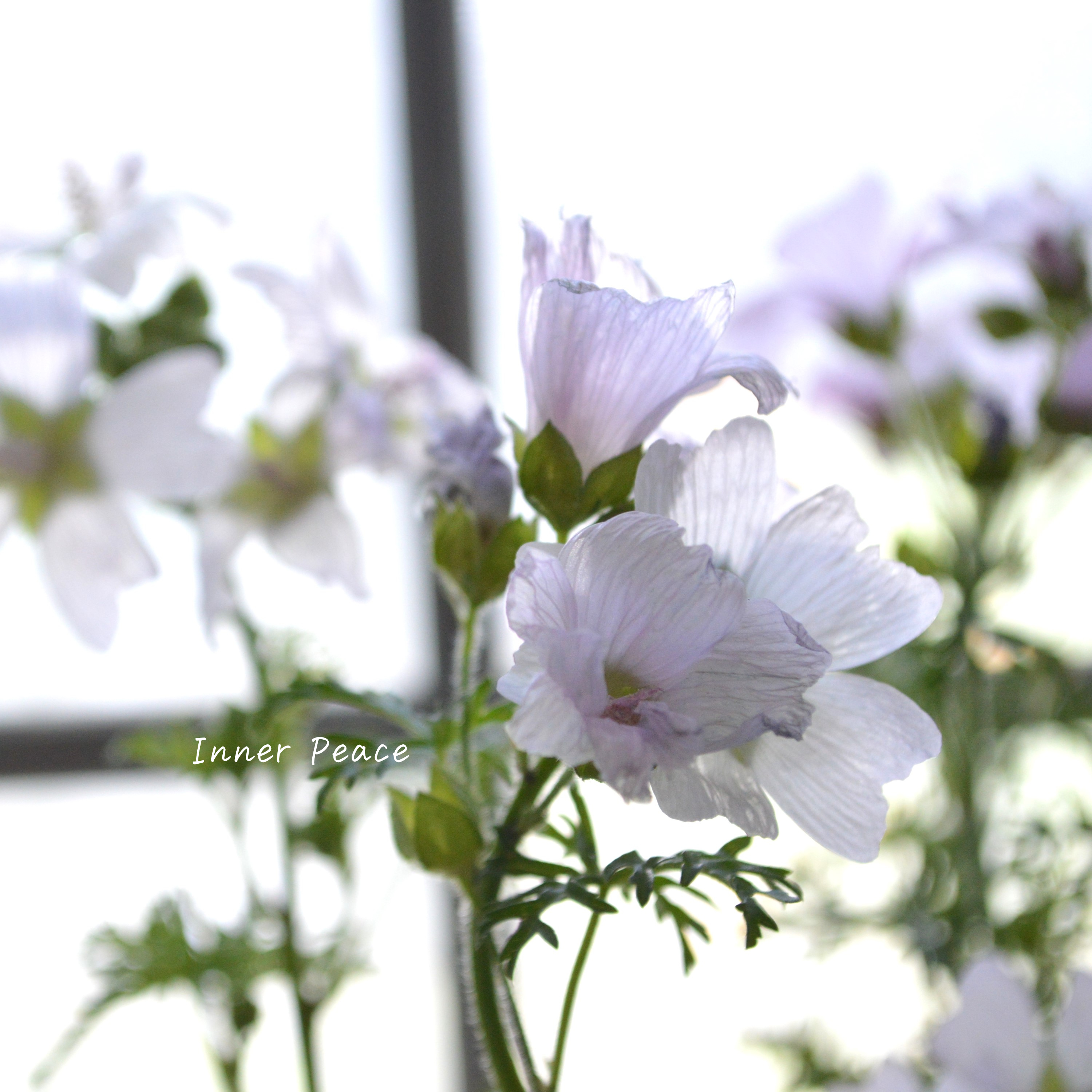 【美しい】 ムスクマロウ 『アップルブロッサム』 3寸POT