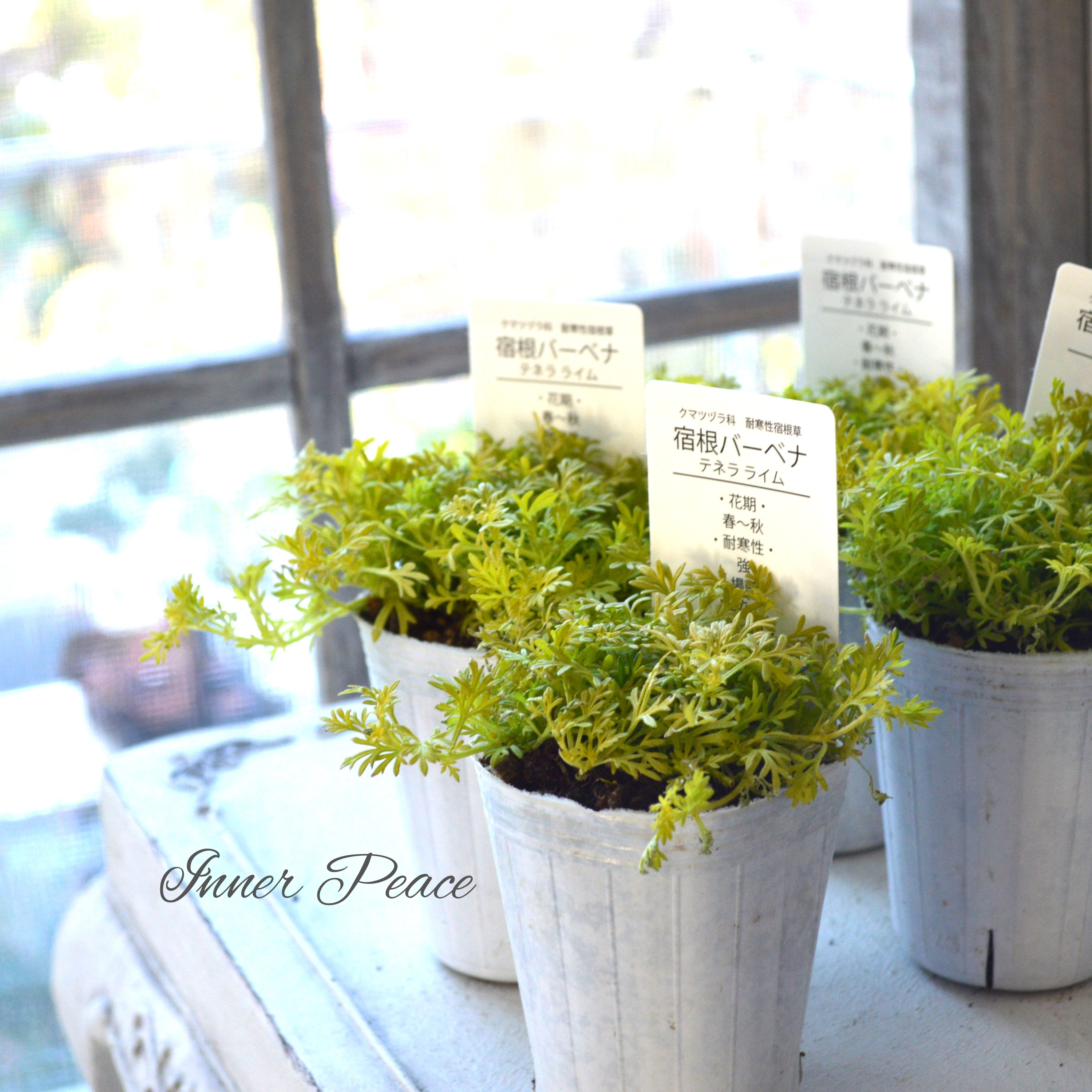 【鮮やか】 宿根バーベナ テネラ 『ライム・オーレア』 2.5寸ロングPOT