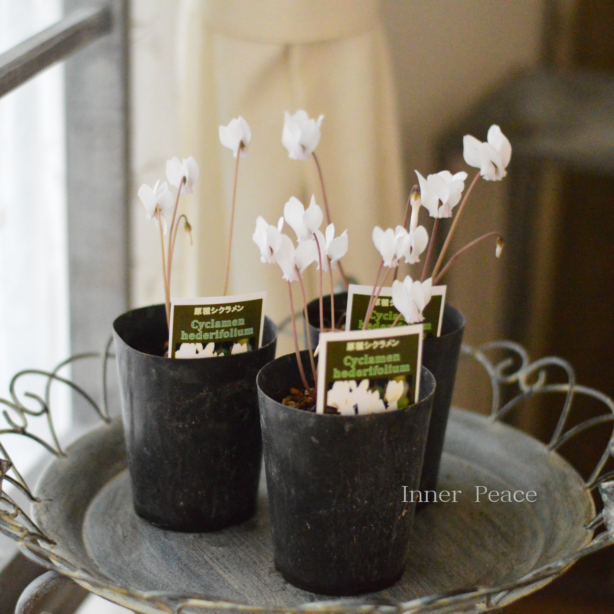 【かわいい】 原種シクラメン 『ヘデリフォリウム・ホワイト』 3寸ロングPOT