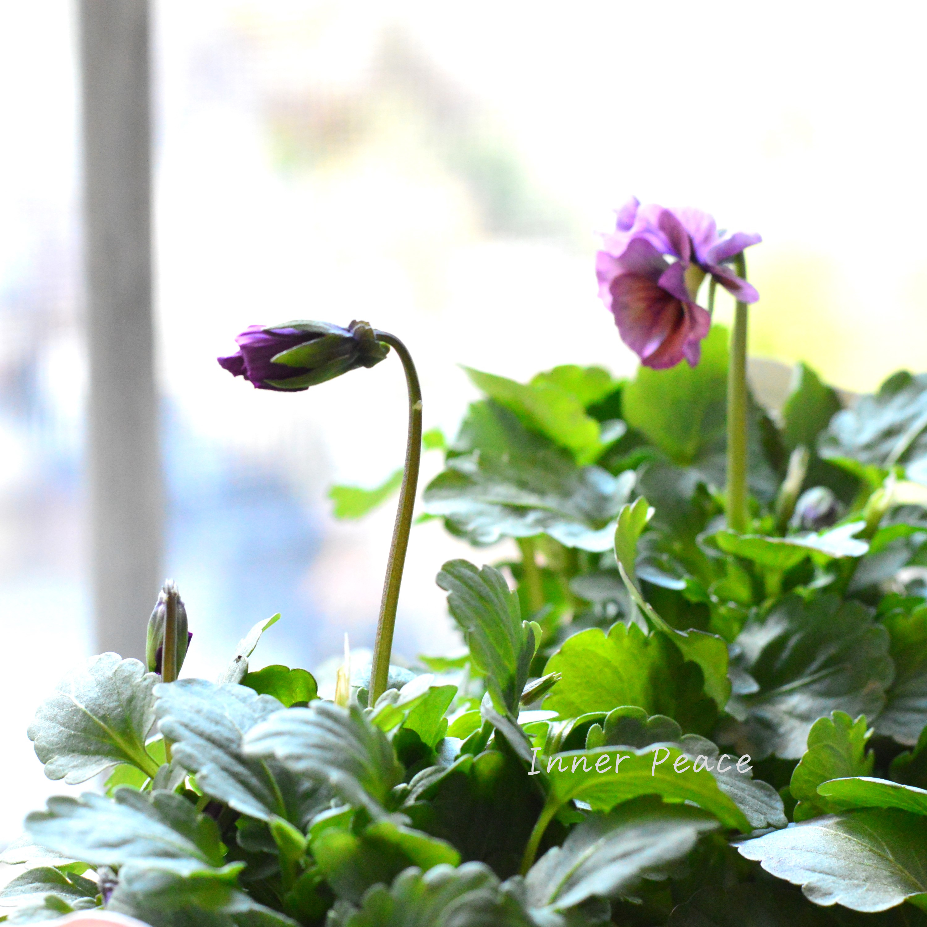 【吉村龍典さん育種ビオラ】 君待ちシリーズ 『Cタイプ』 3.5寸POT