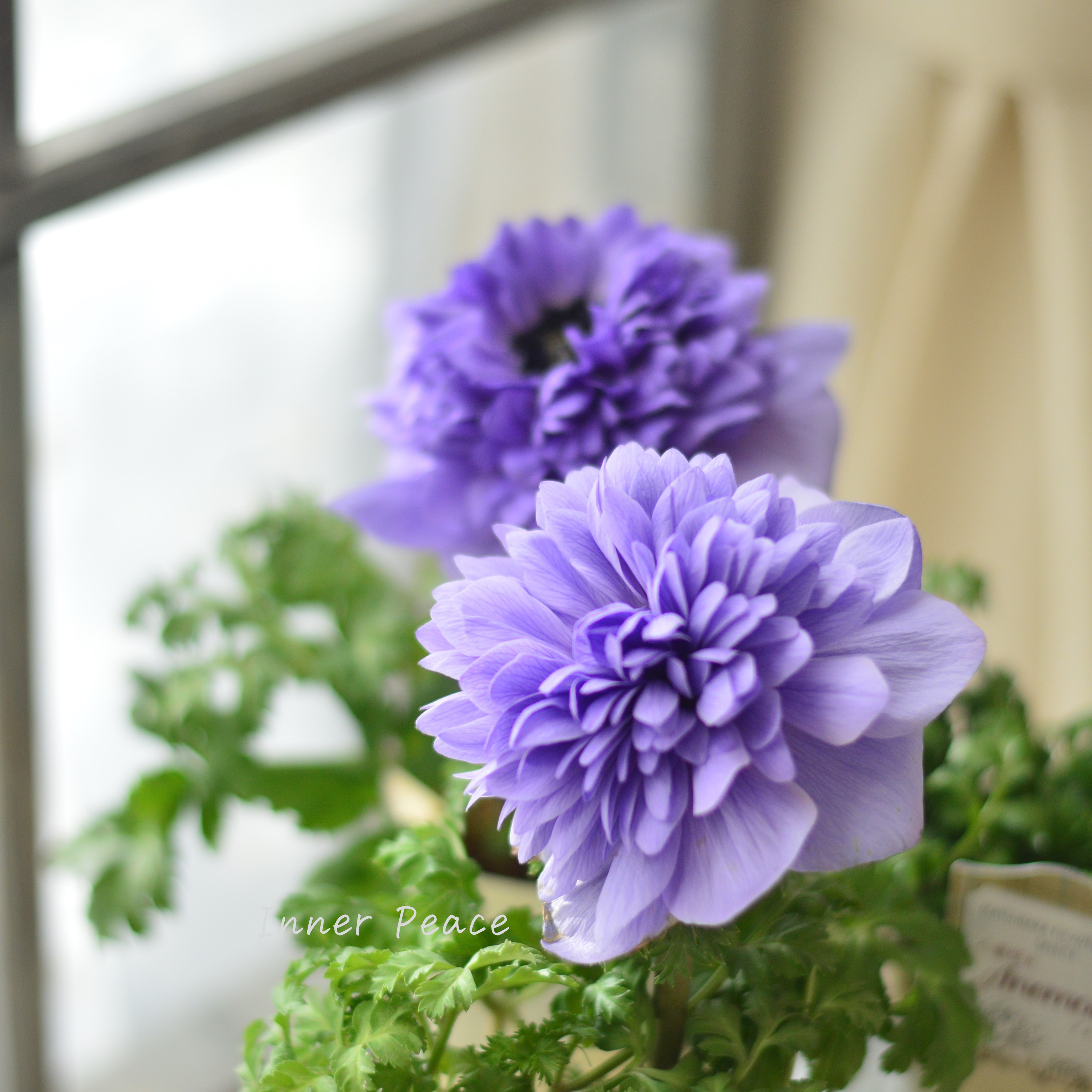 【希少】 アネモネ レバンテ 『アズーロ・ライトブルー』 3寸ロングPOT