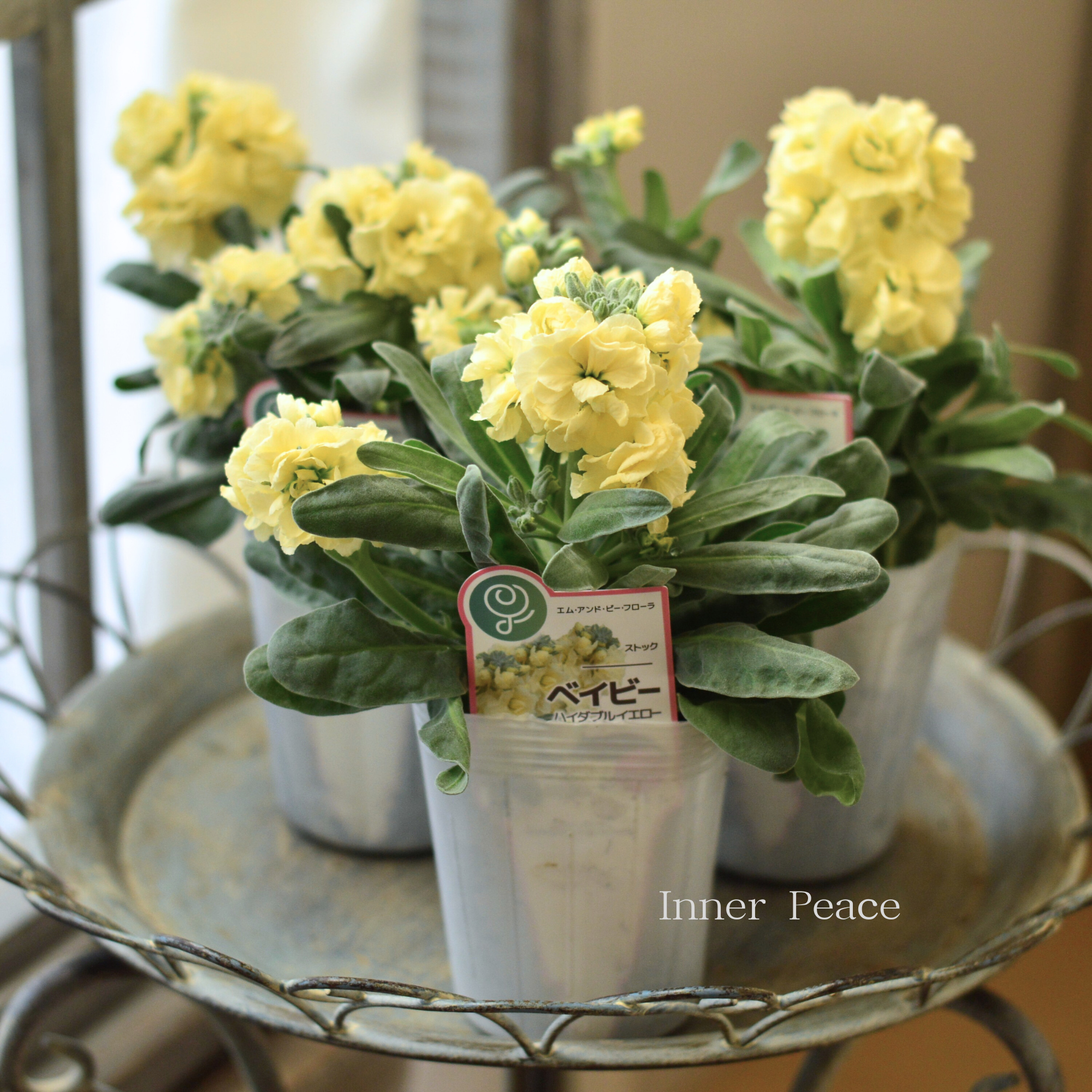 【八重咲き】 ストック ベイビー 『ハイダブルイエロー』 3寸ロングPOT