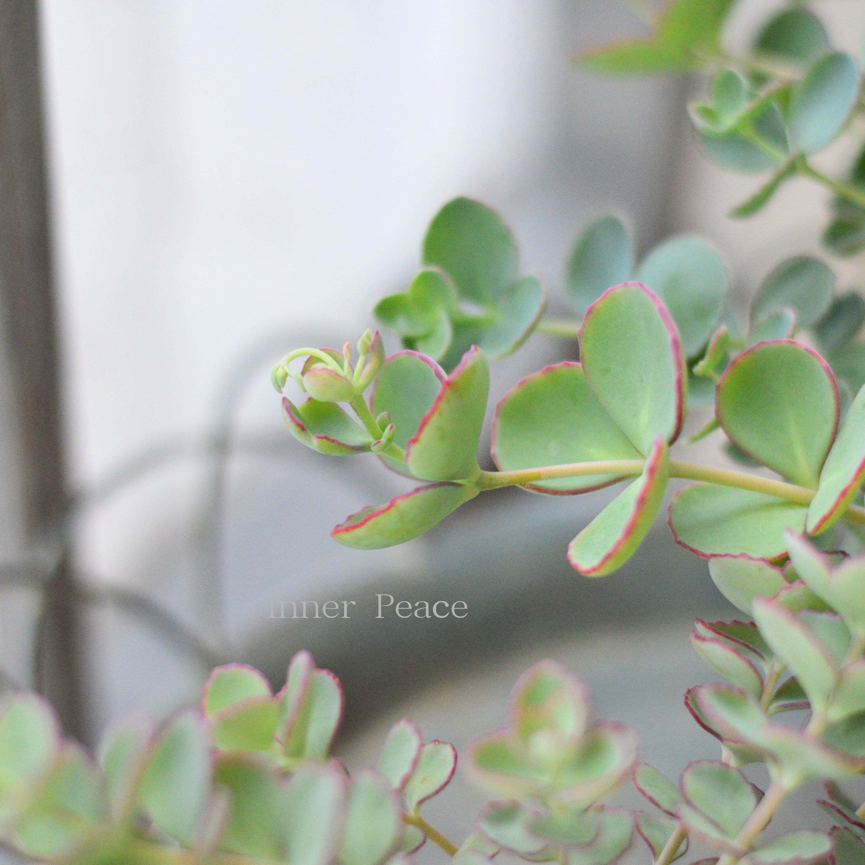 【寒さに強い】越中ミセバヤ 3寸POT