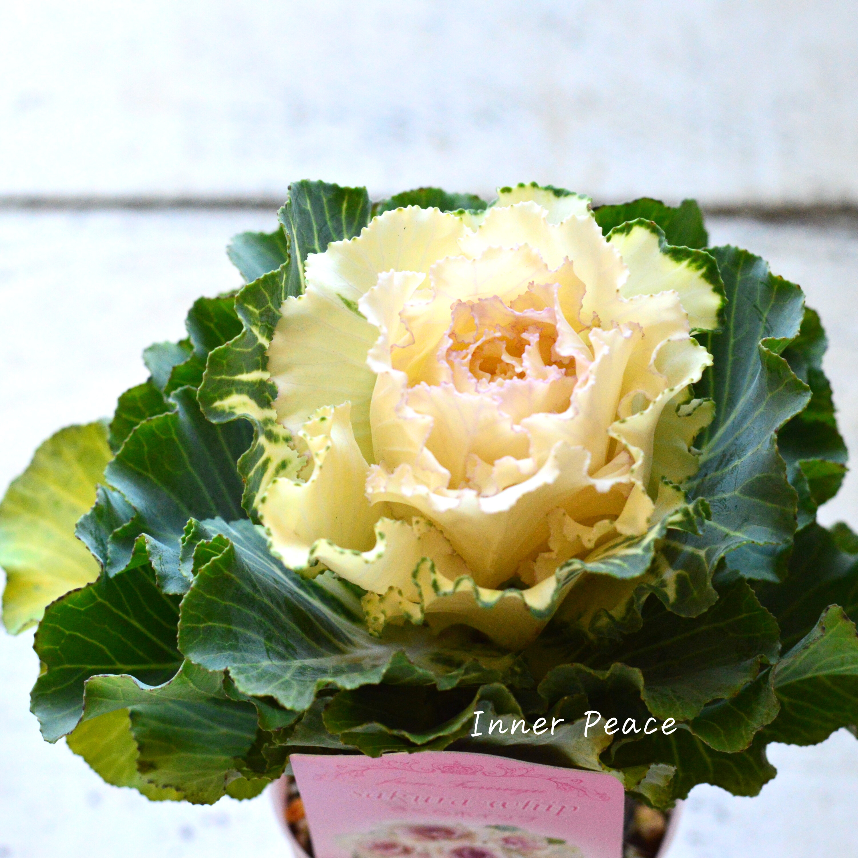 【かわいい】 葉牡丹 『さくらホイップ』 2.5寸ロングPOT