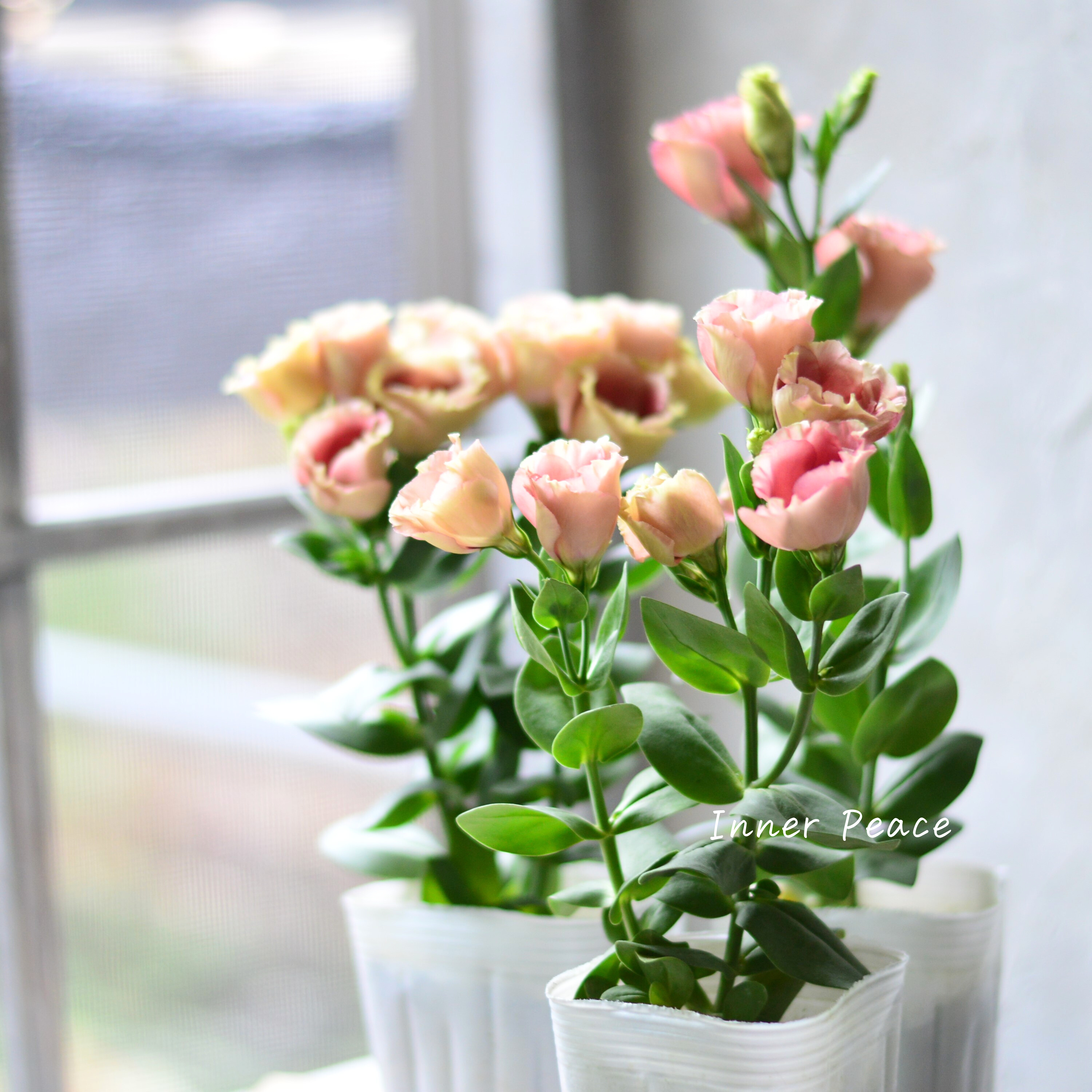 【美しい】 トルコギキョウ 『プッチーノチョコ』 2.5~3寸POT