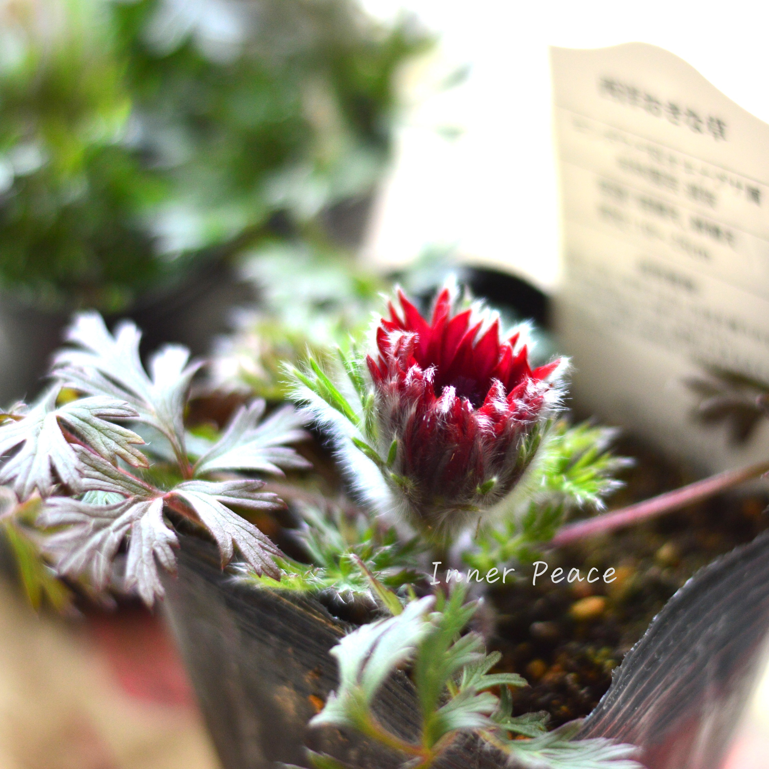 【美しい】 西洋オキナグサ 『プルサティラ ブルガリス・レッド』 3.5寸POT