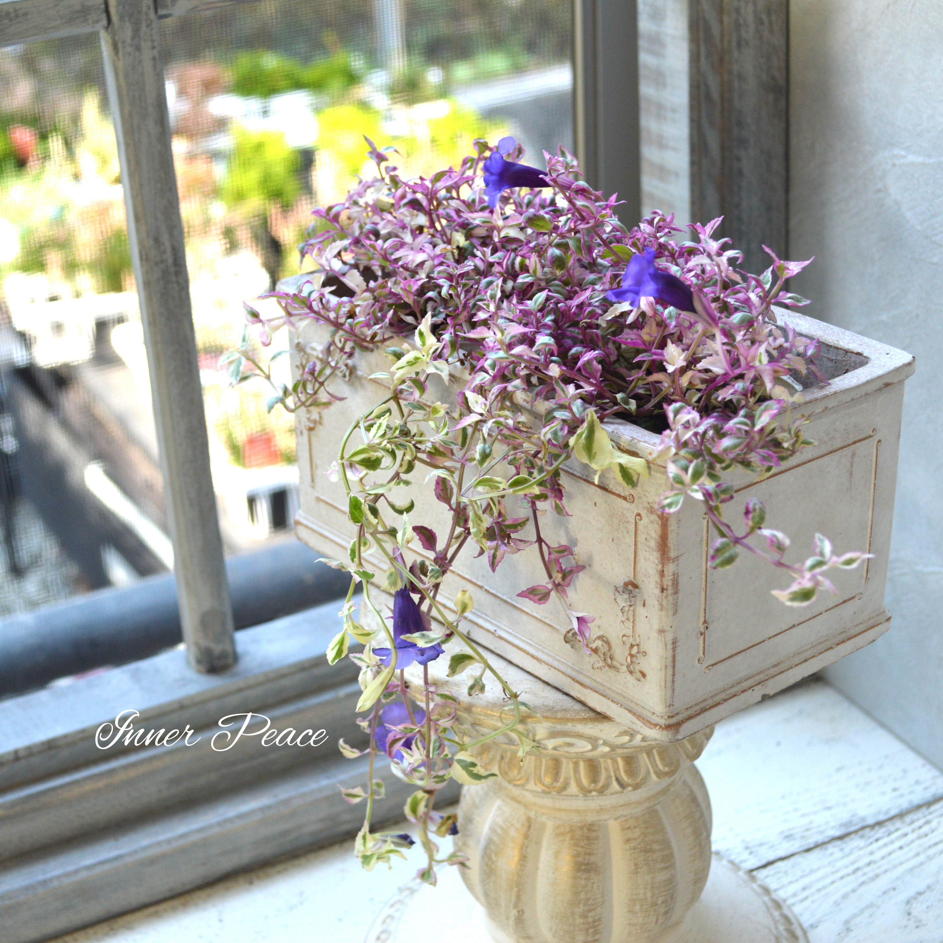 【斑入り】 トレニア 『スイートマジック』 2.5寸ロングPOT