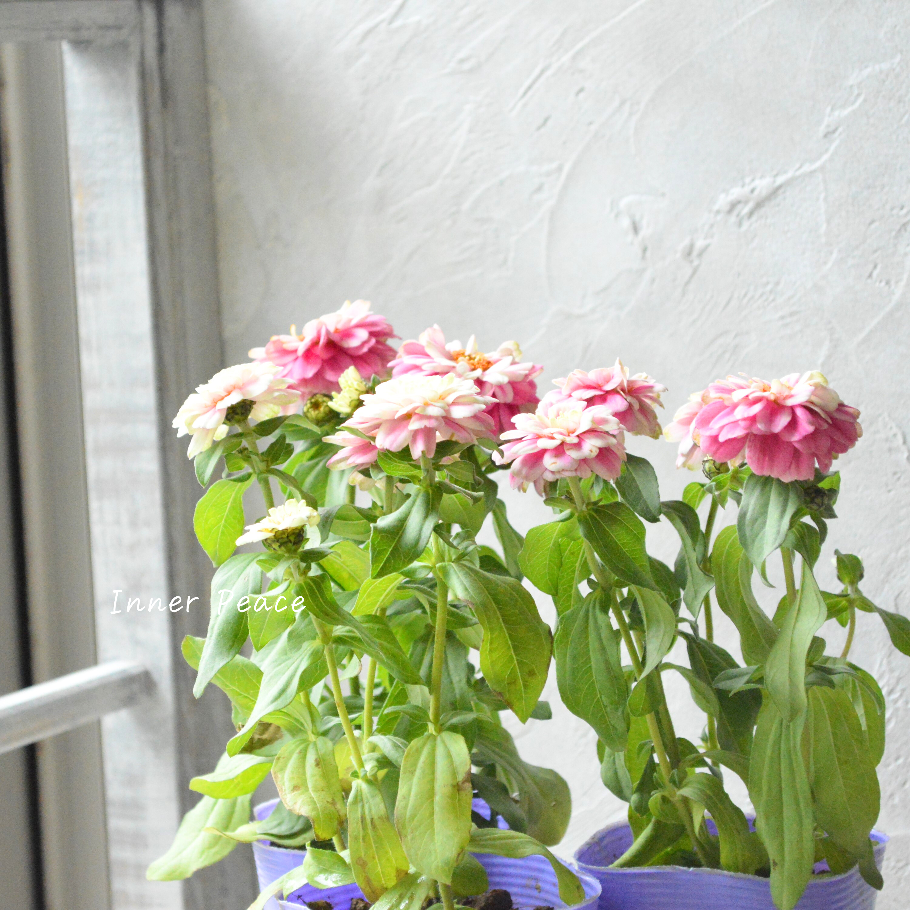 【八重咲き】 ジニア 『ダブルザハラ・ラズベリーリップル』 3寸POT