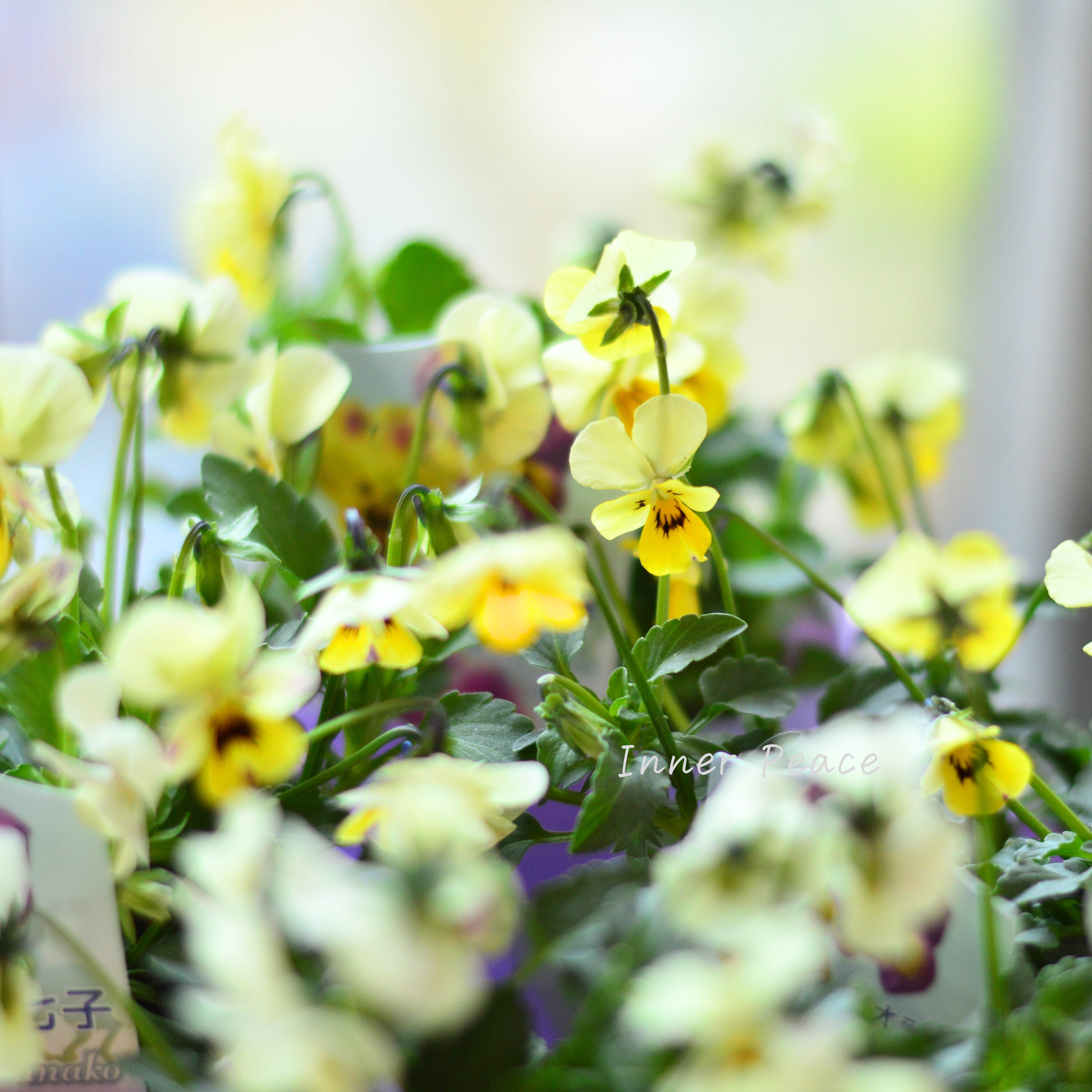 【花夢園芸さん】 ビオラ 『菜七子・Bタイプ』 3寸ロングPOT