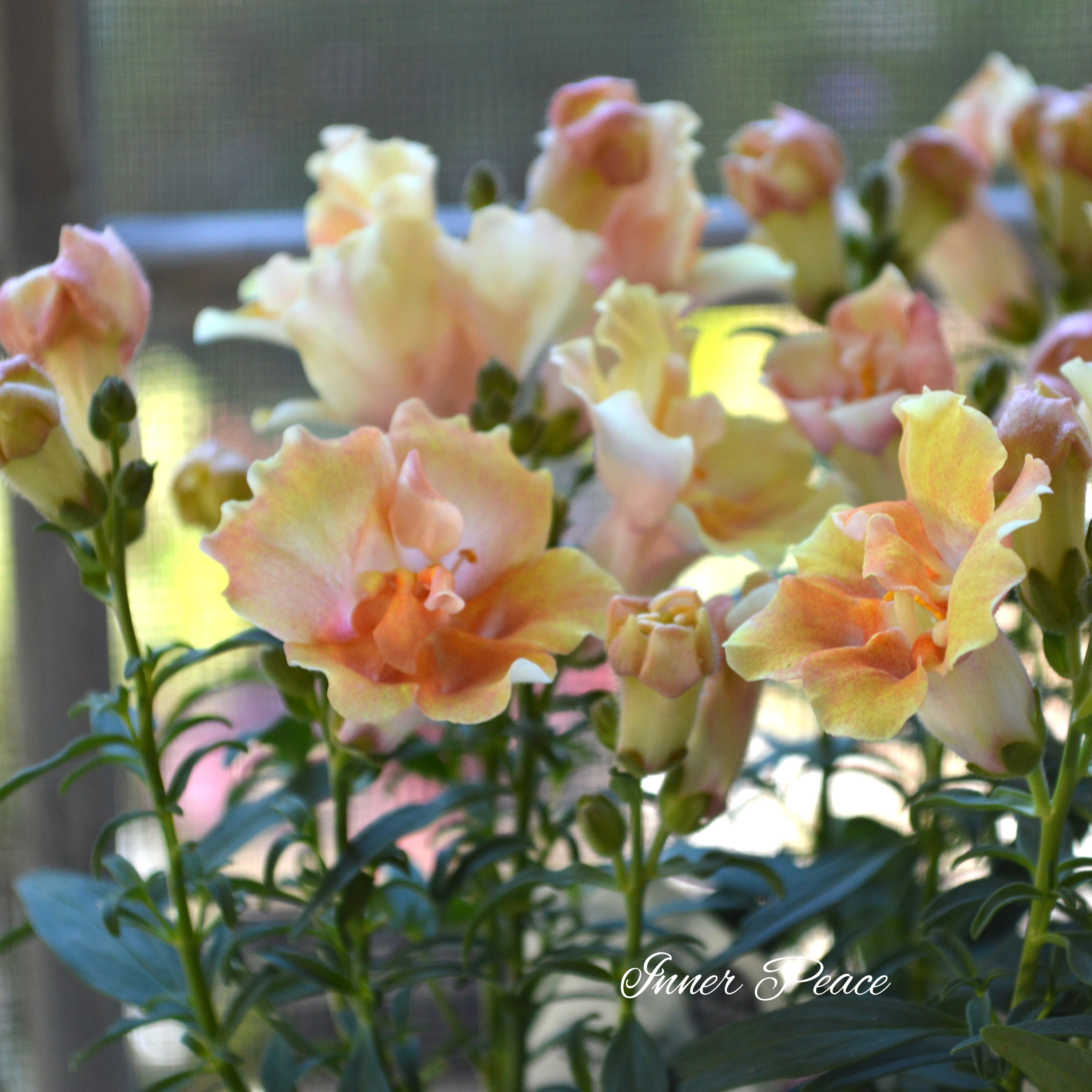 【かわいい】 キンギョソウ・トゥイニー 『ピーチ』 3寸ロングPOT