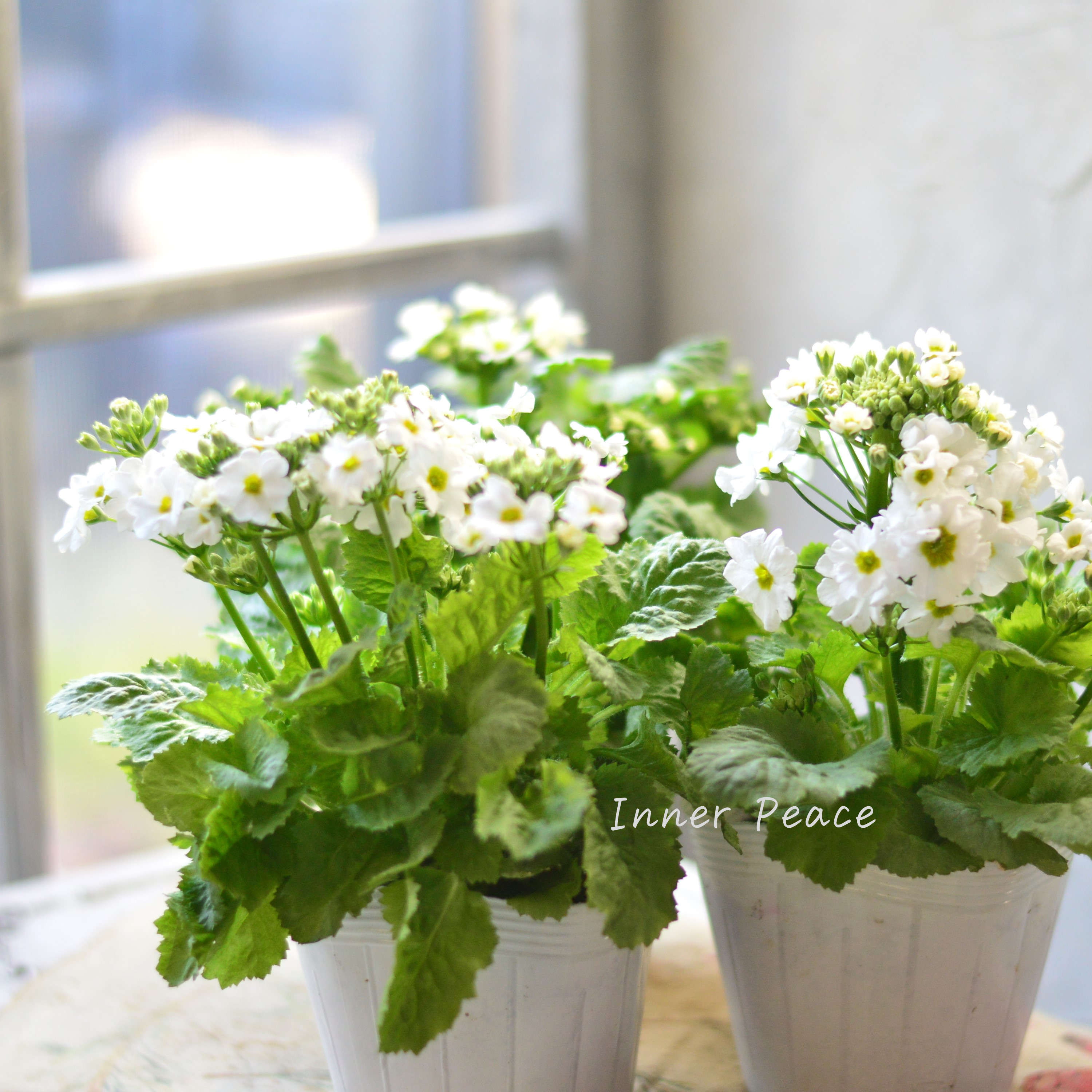 【北島園芸さん】 サクラソウ 『シュガーミント(仮)』 3.5寸POT