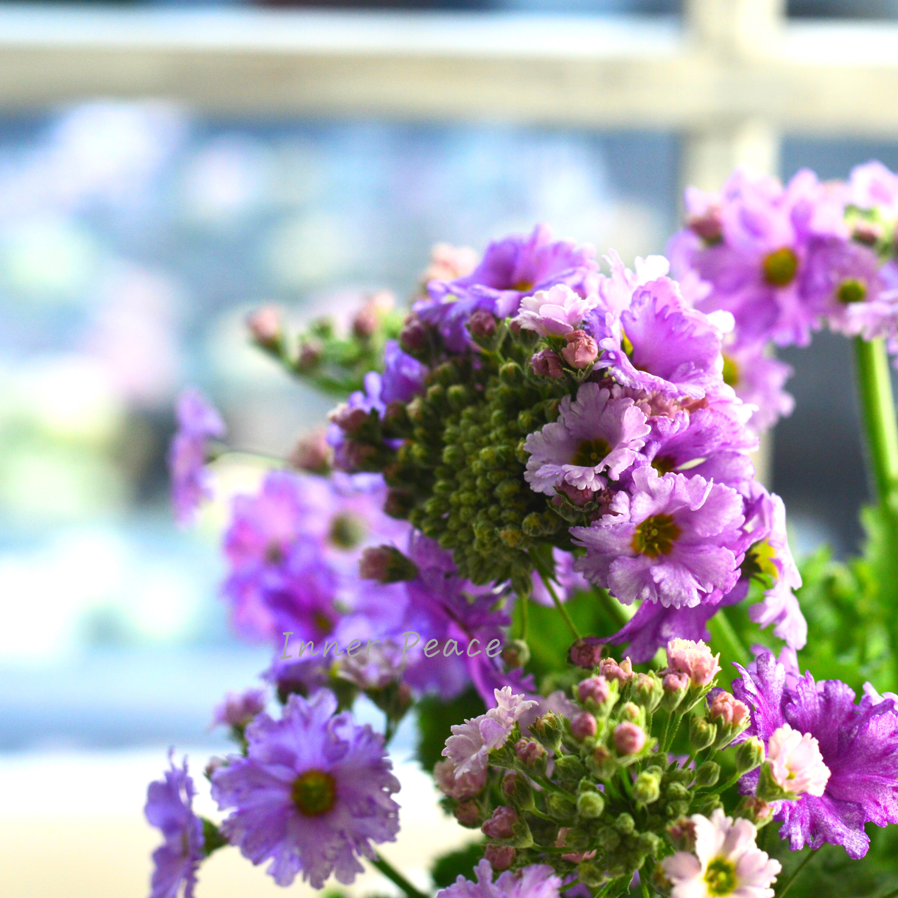 【北島園芸さん】 サクラソウ 『フリル咲き・薄パープル』 3.5寸POT