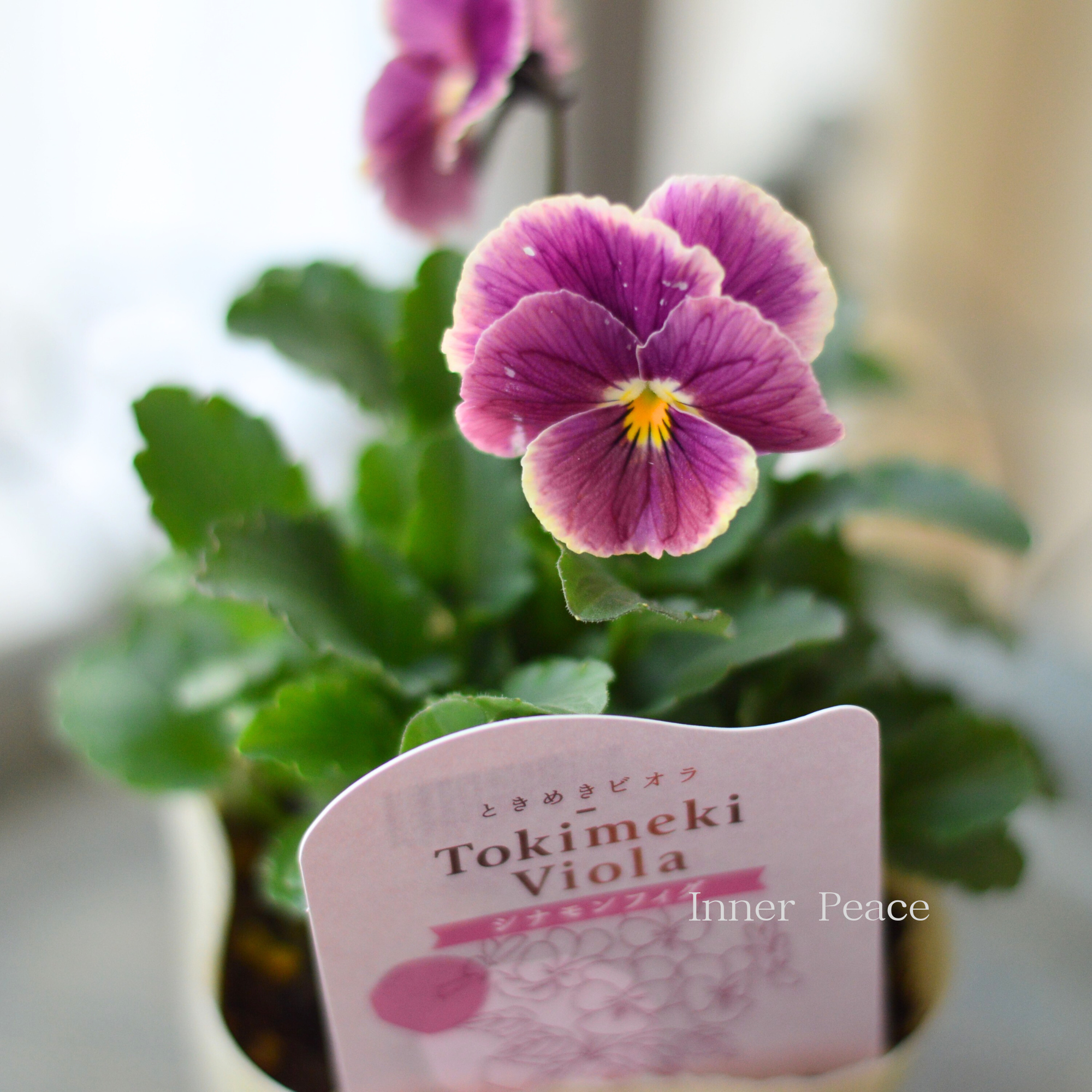 【奥田園芸さん】 ときめきビオラ 『シナモンフィグ』 3.5寸POT