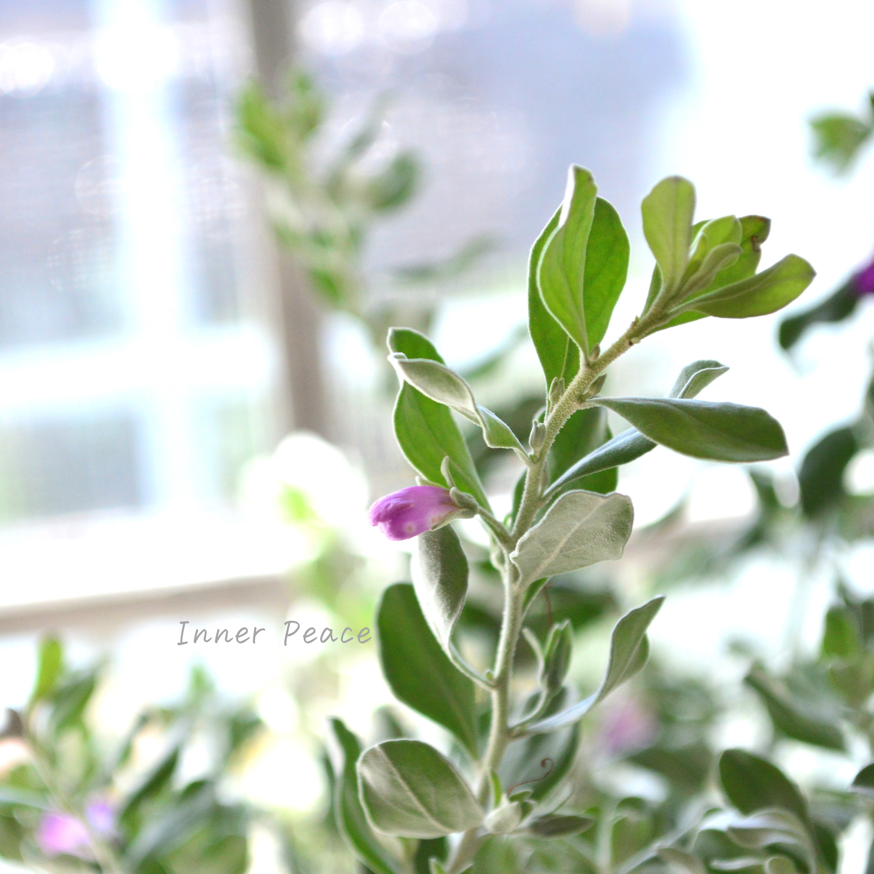 【シルバーリーフ】 レウコフィルム 『フルテスケンス』 3寸ロングPOT