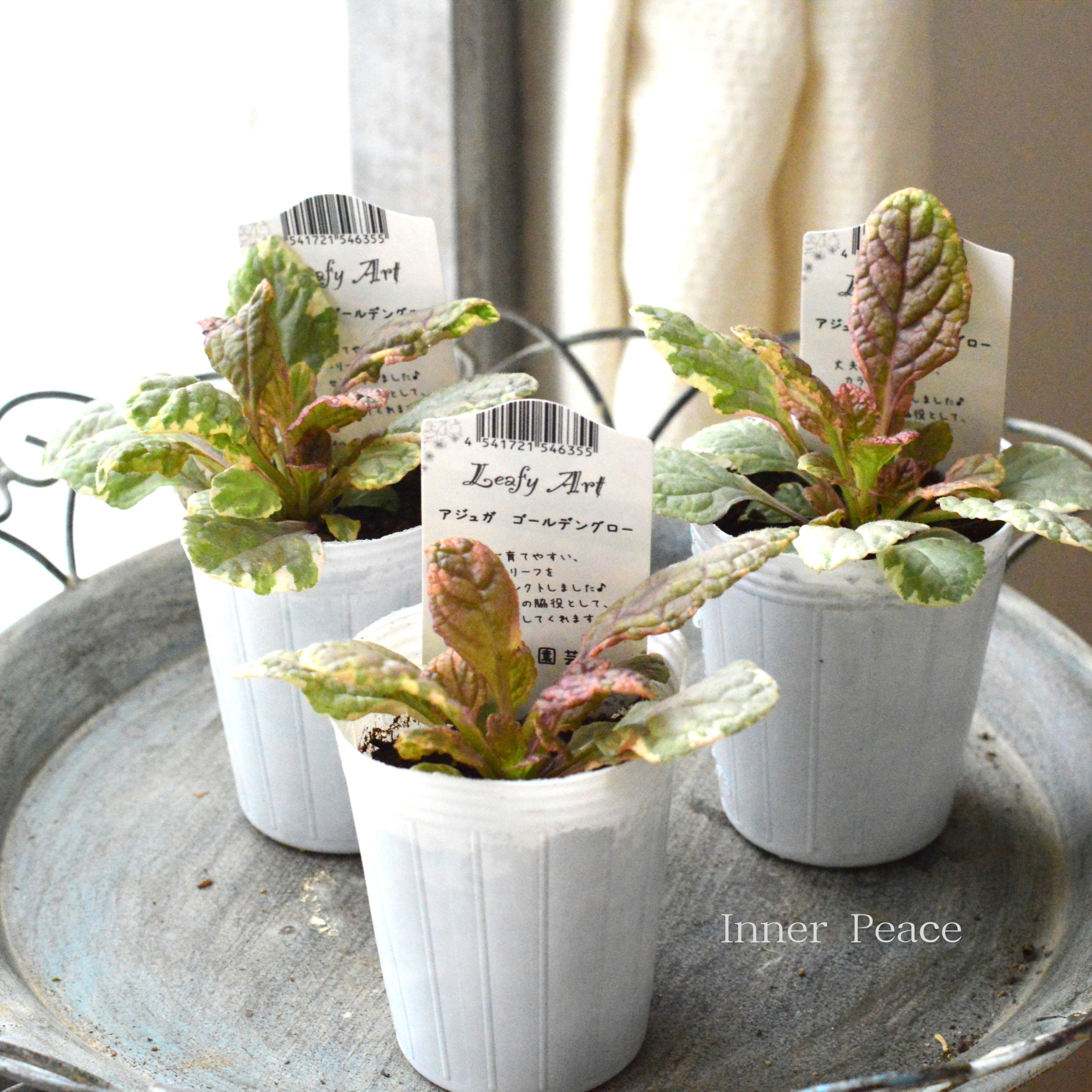 【宿根】 アジュガ 『ゴールデングロー』 2.5寸ロングPOT