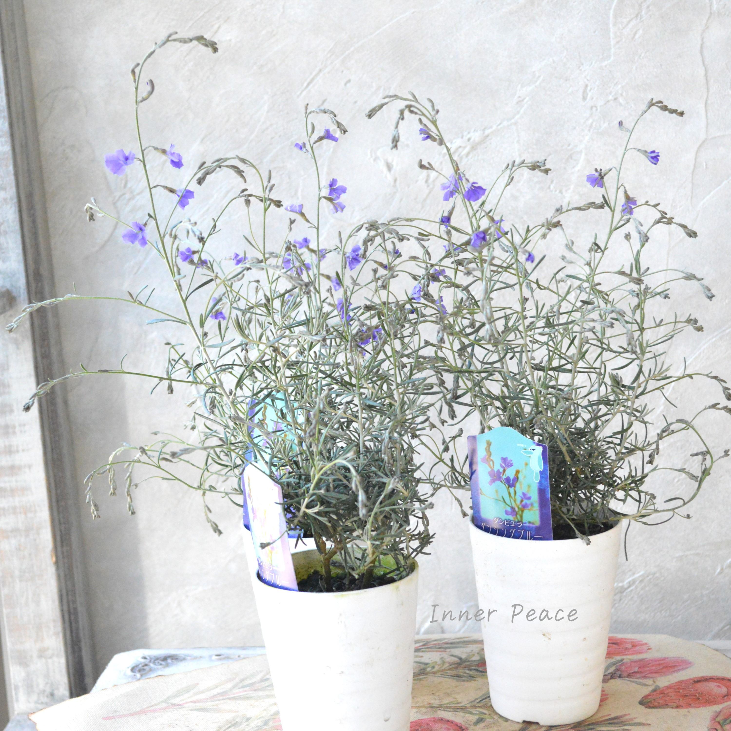 【美しい】 ダンピエラ 『ダンシングブルー』 3寸鉢