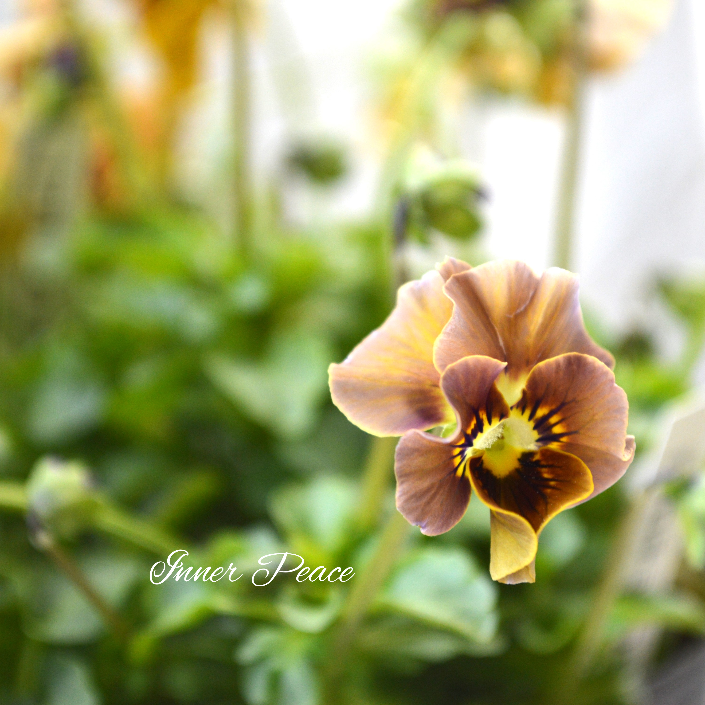 【tef*tef*さんオリジナルビオラ】 フロチョコフリル 3.5寸POT