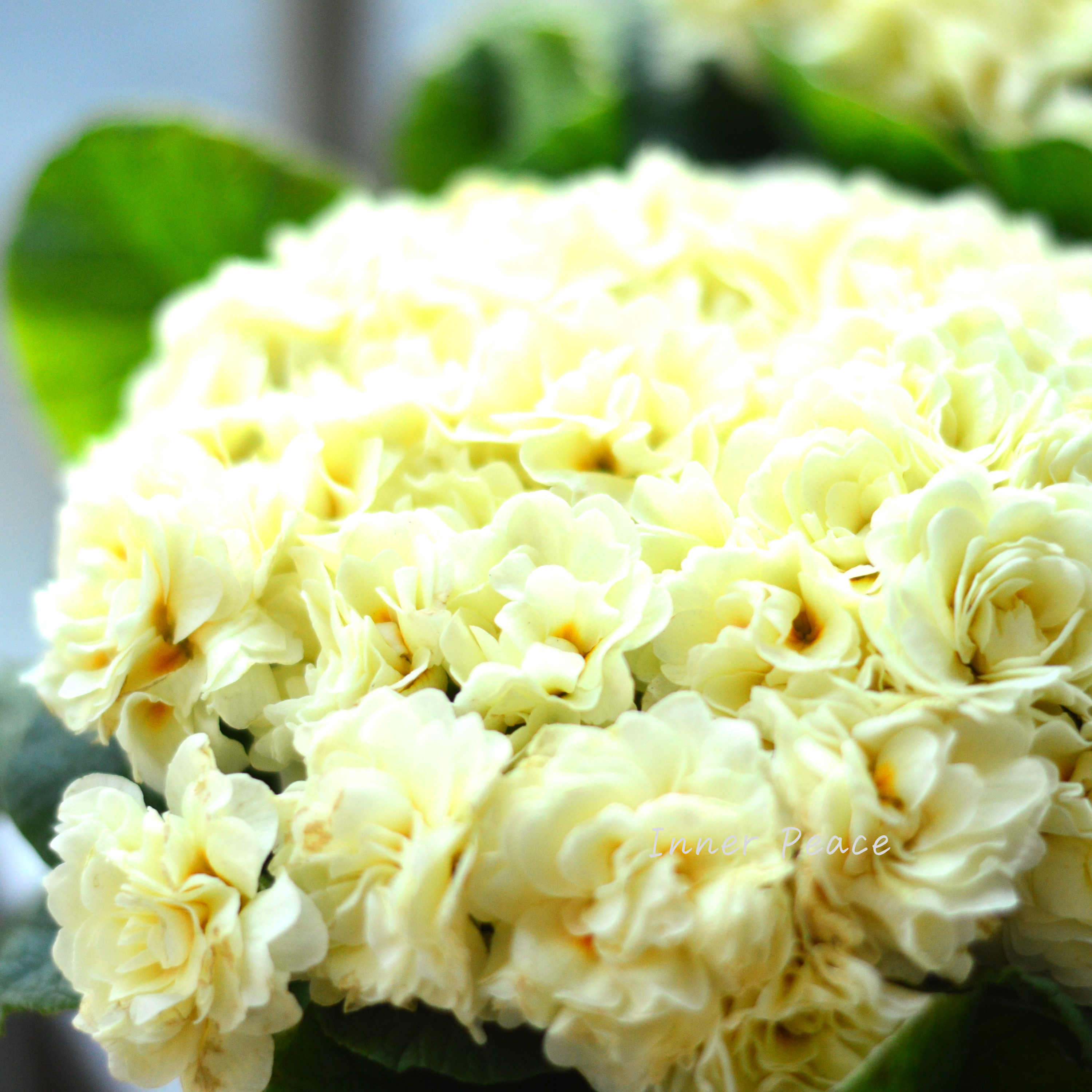 【八重咲き】 プリムラ 『ベラリーナ・クリーム』 4寸POT