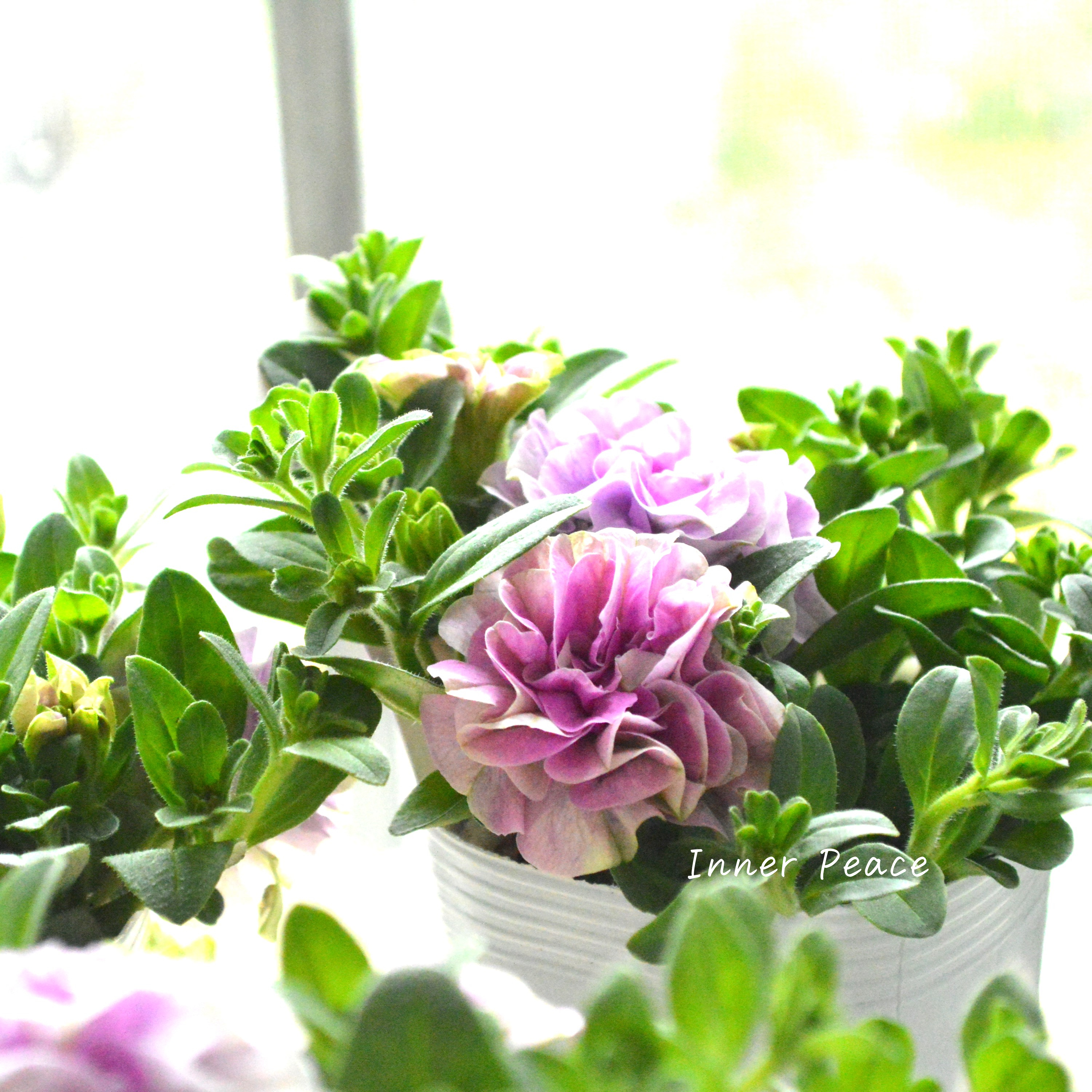 【花日和さんオリジナル】 栄養系ペチュニア 『ベルチャーム・ミシェル』 3.5寸POT