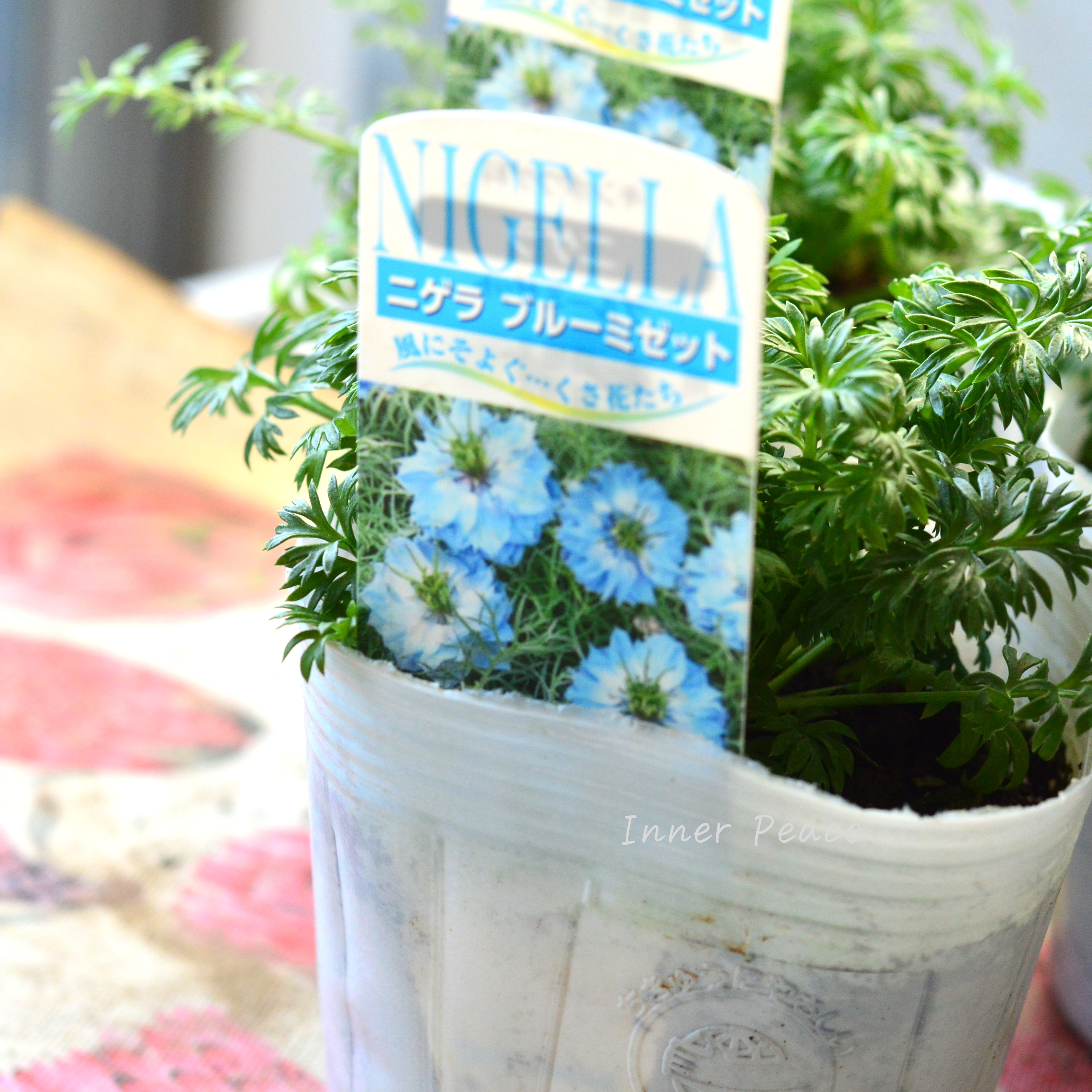 【オシャレ】 ニゲラ 『ブルーミゼット』植え込み用 3寸POT