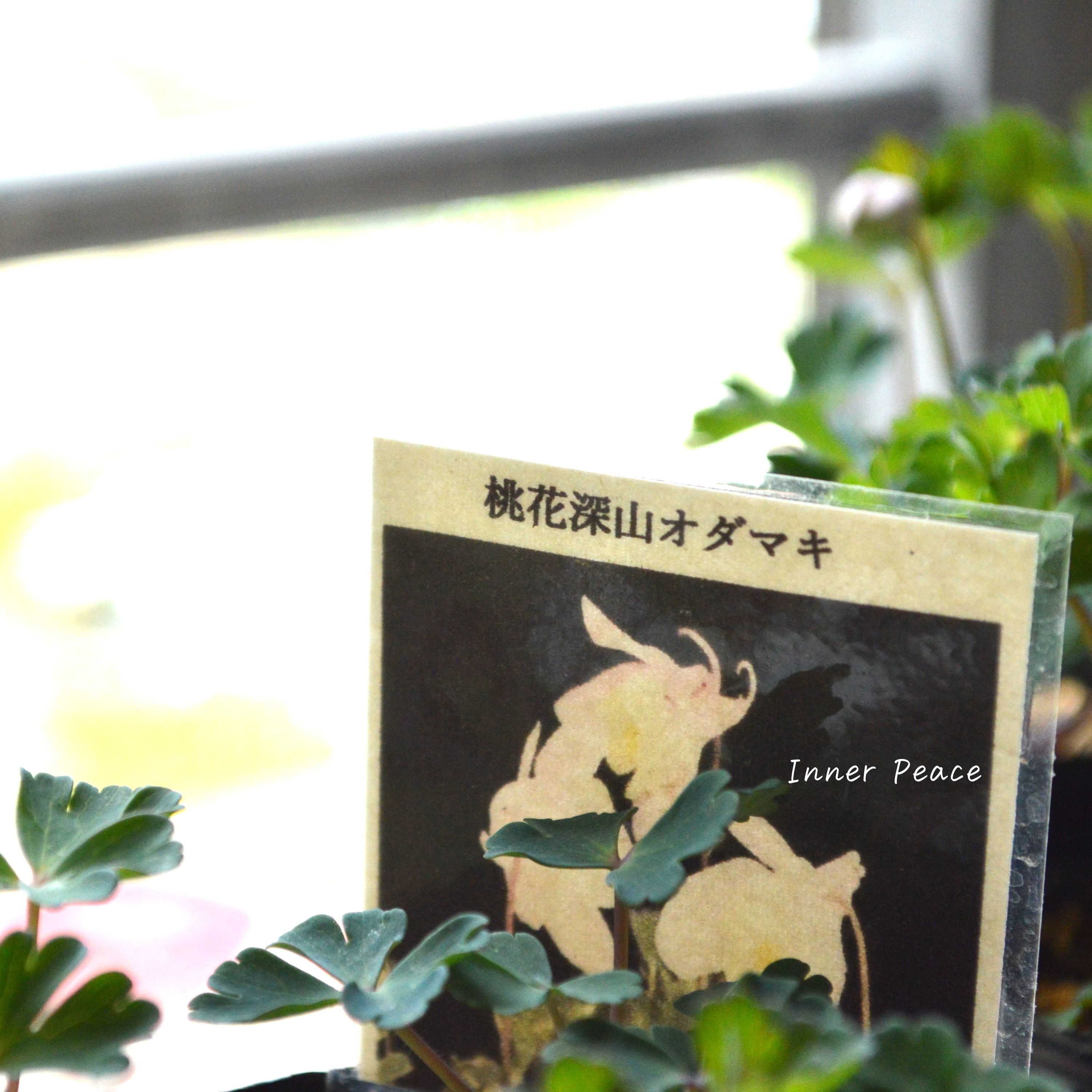 【美しい】 深山オダマキ 『桃花』 3寸POT