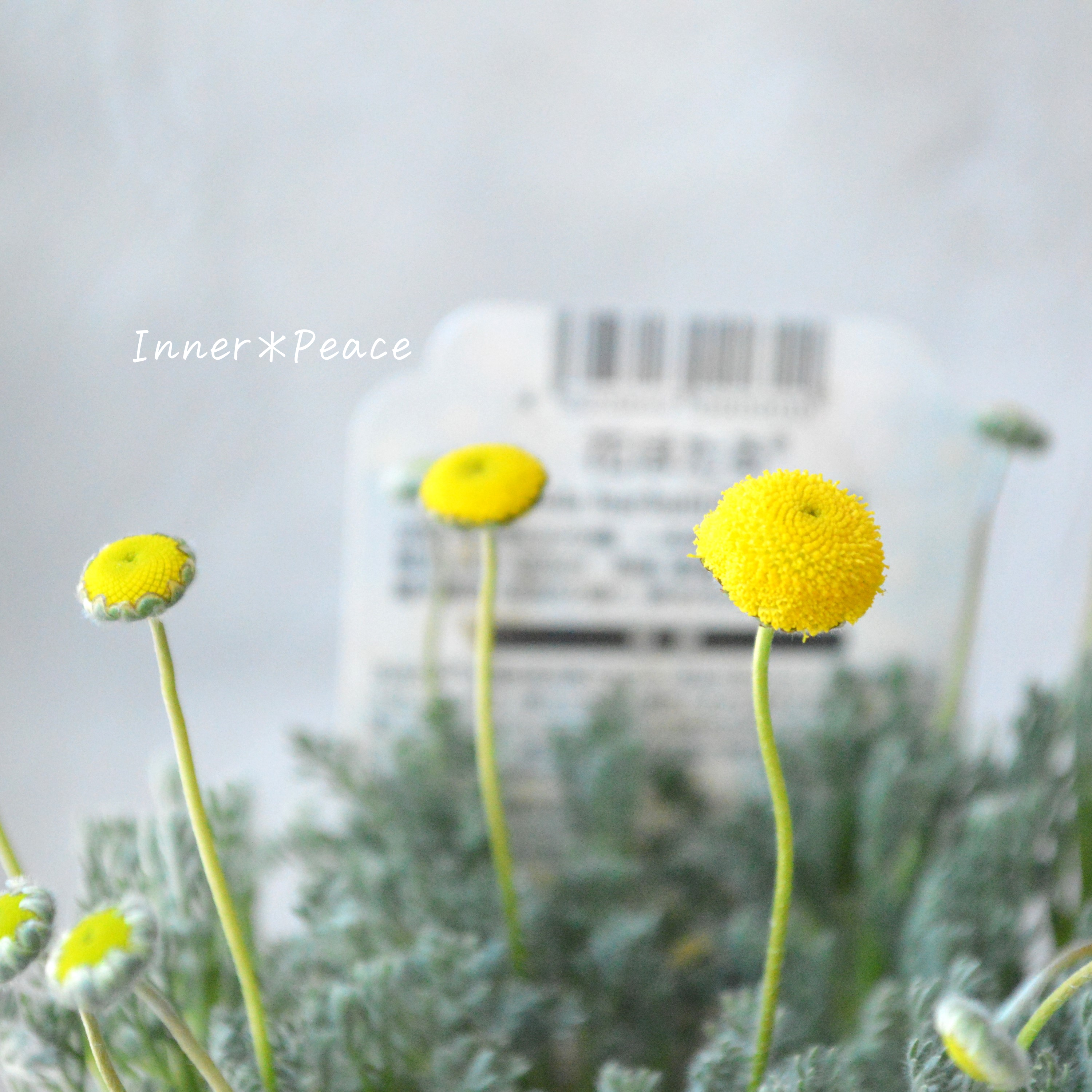 【かわいい】 コツラ・バルバータ 3~3.5寸POT