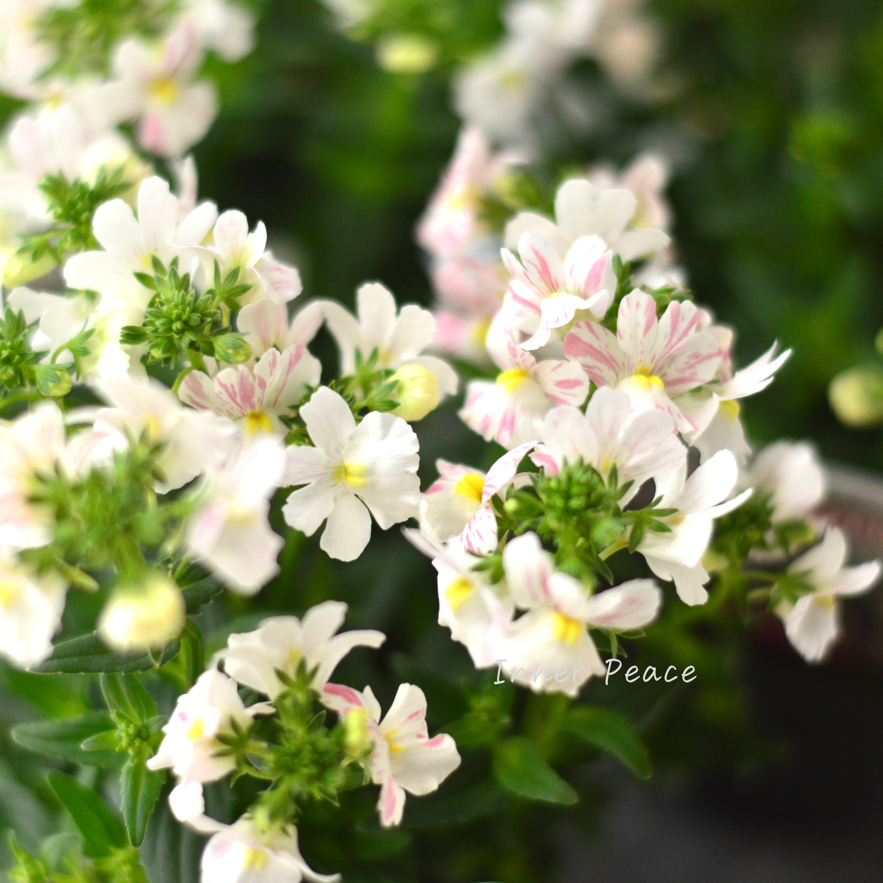 【ゲブラさん】 ネメシア 『フェアリーマーブルピンク』 3.5寸POT