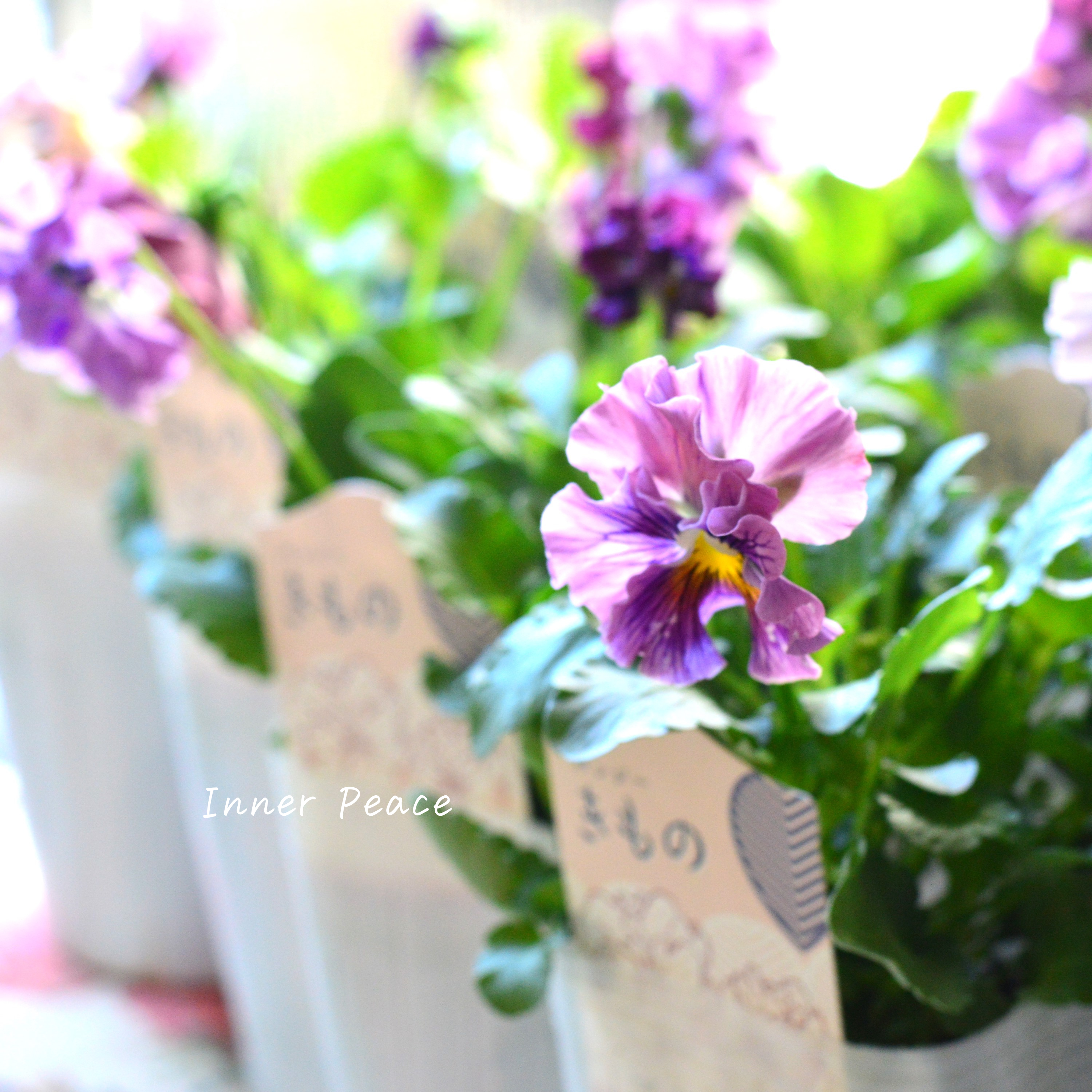 【美しい】 パンジー 『きもの』 3.5寸POT